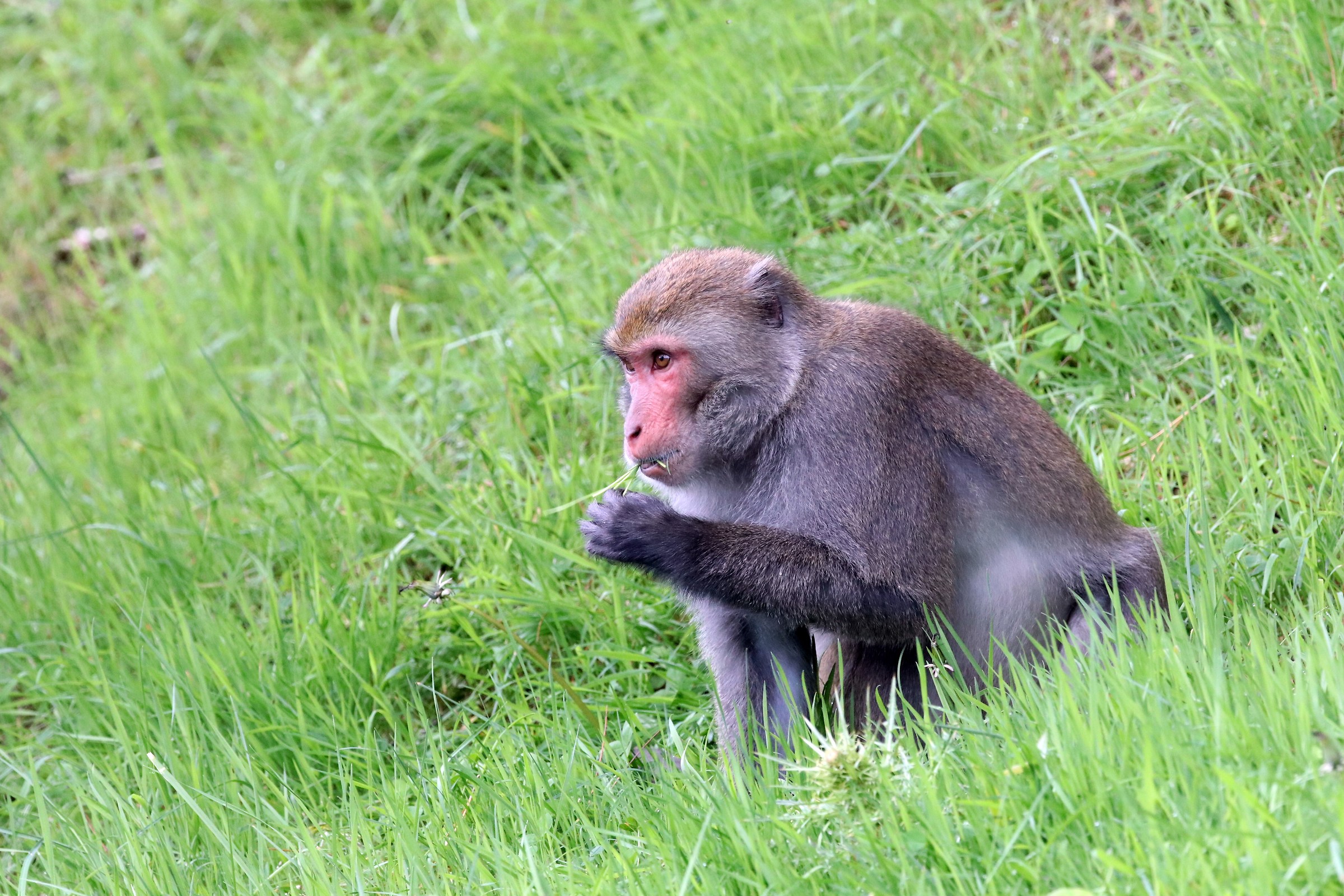 Taiwanese macaques