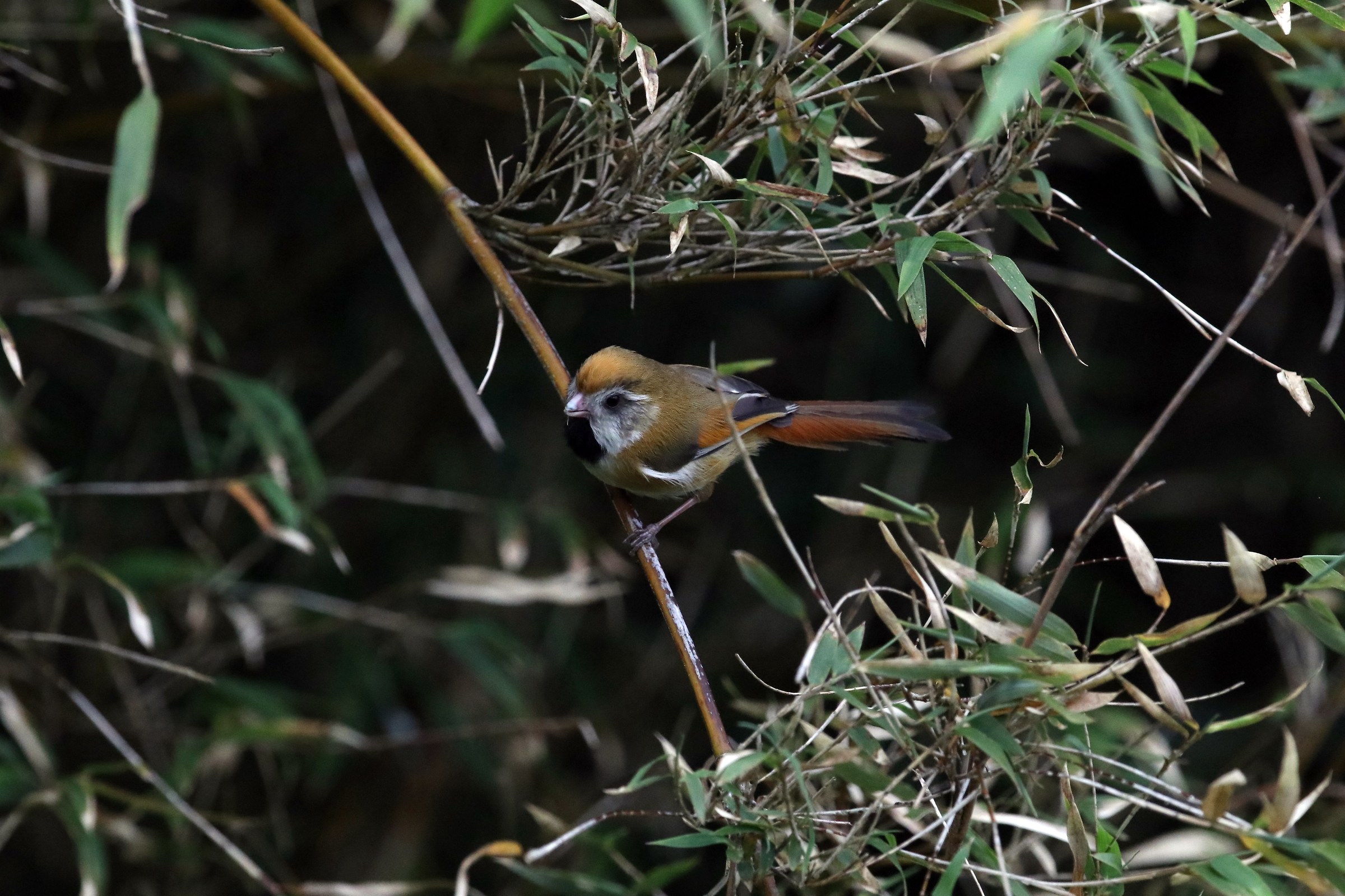 Golden Parrotbill