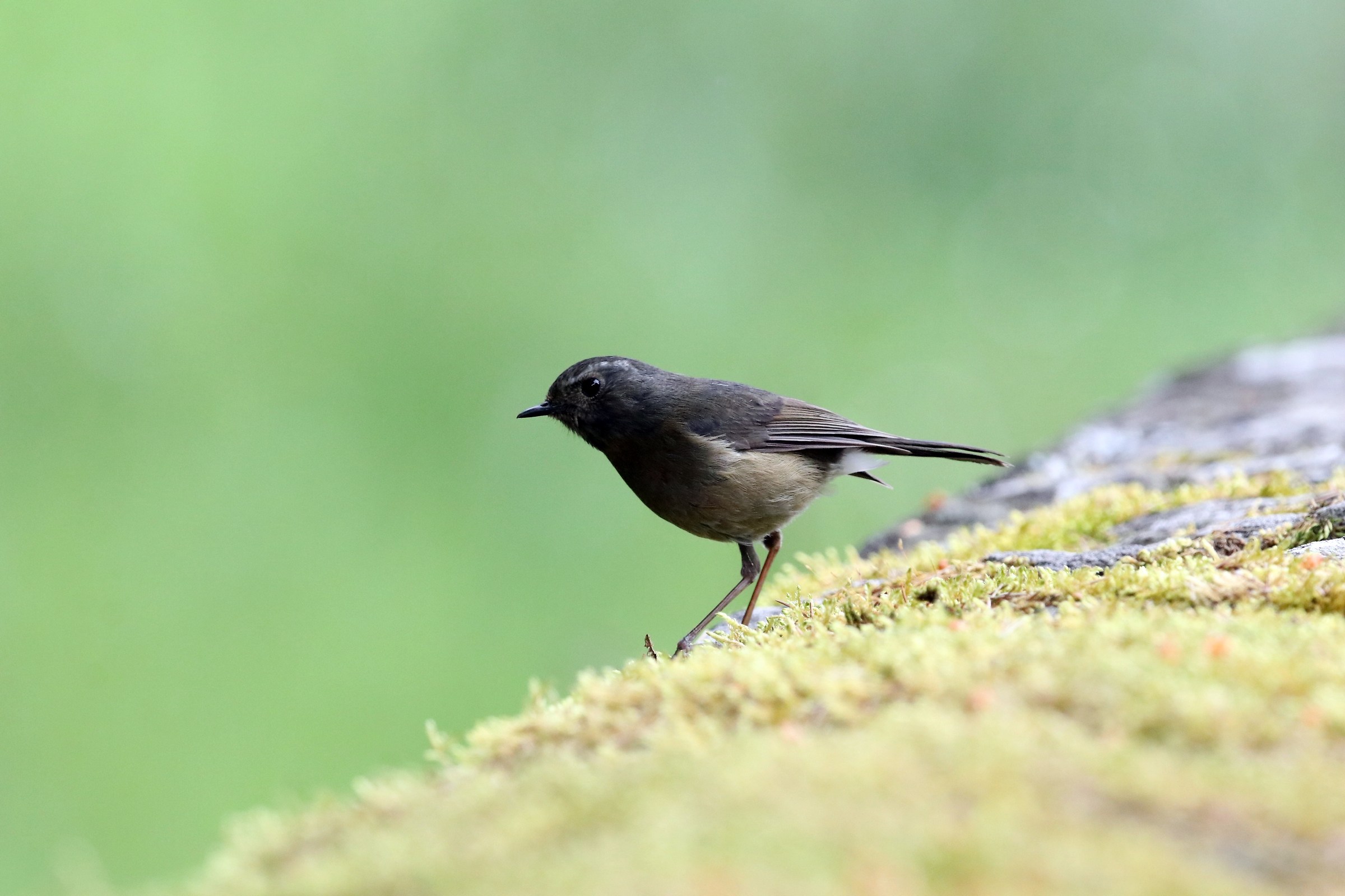 Collared Bush-Robin