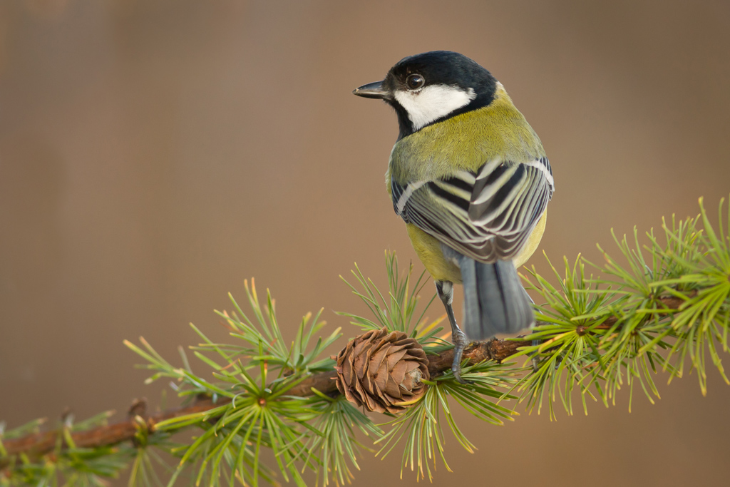 Great tit