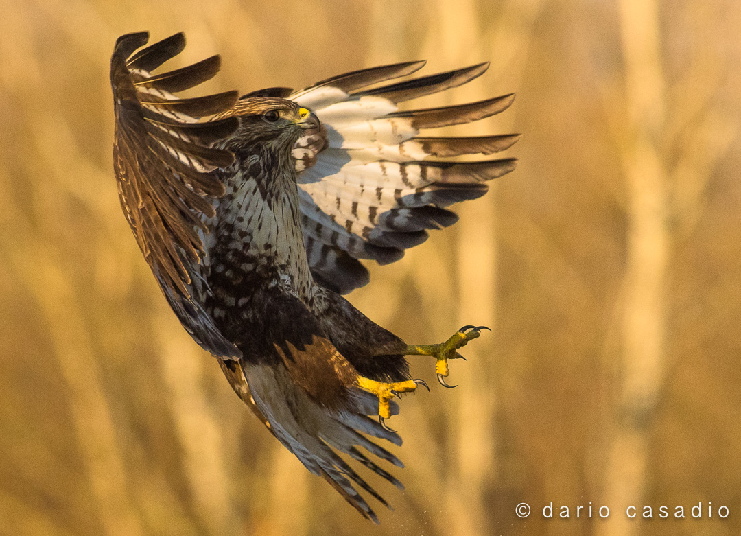 Buzzard in Attack phase