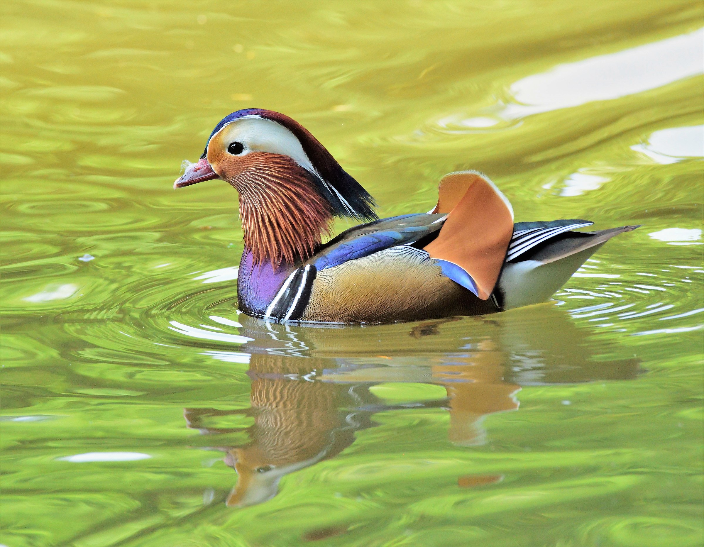 Mandarin Male Duck
