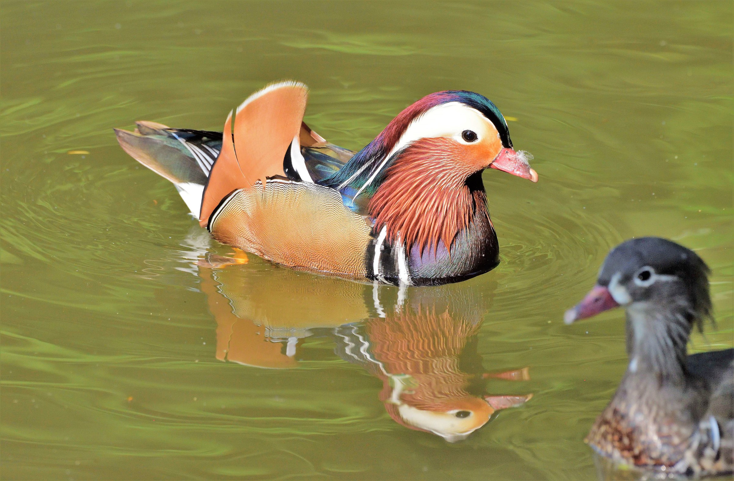 Mandarin Male Duck