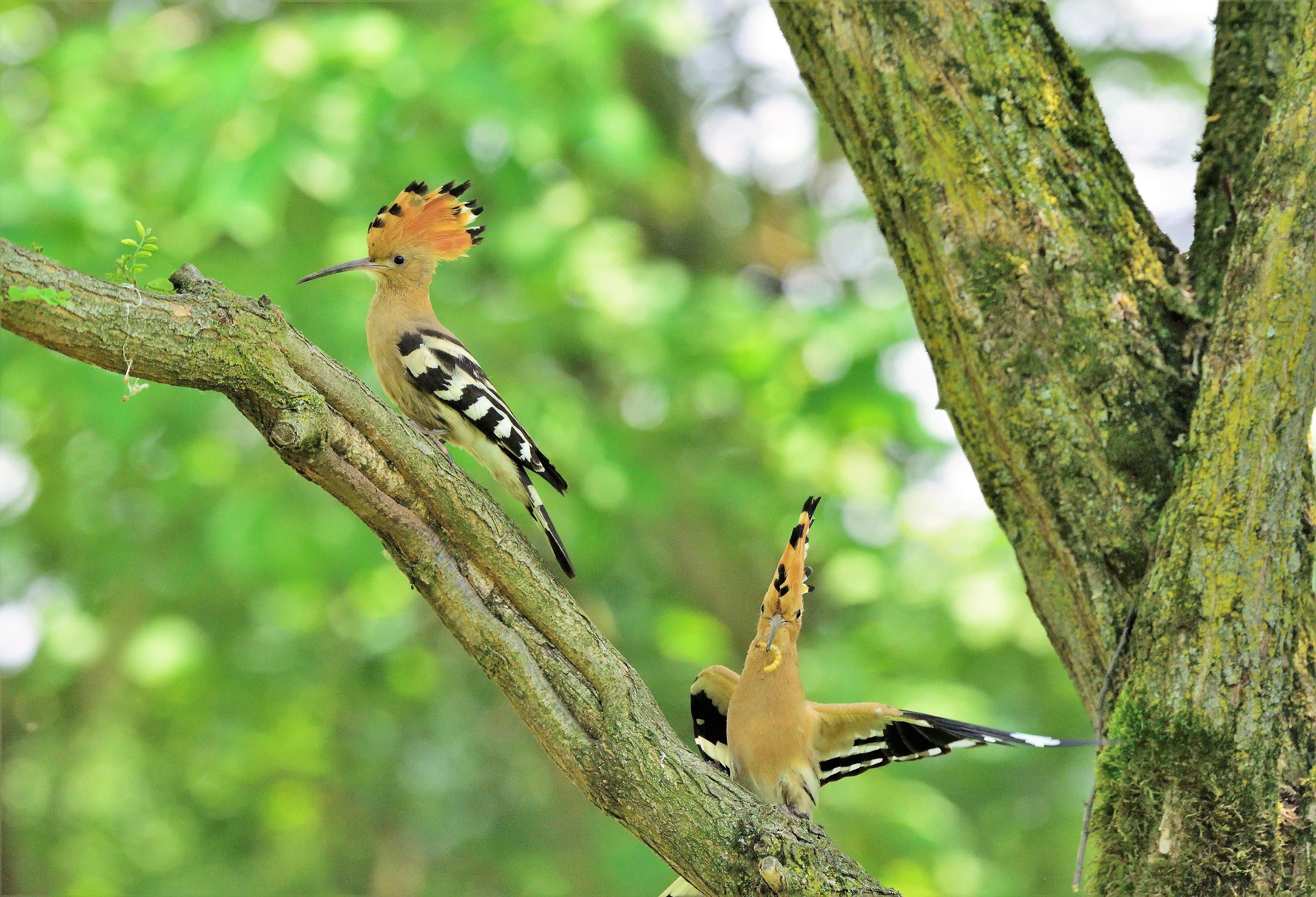 Hoopoes