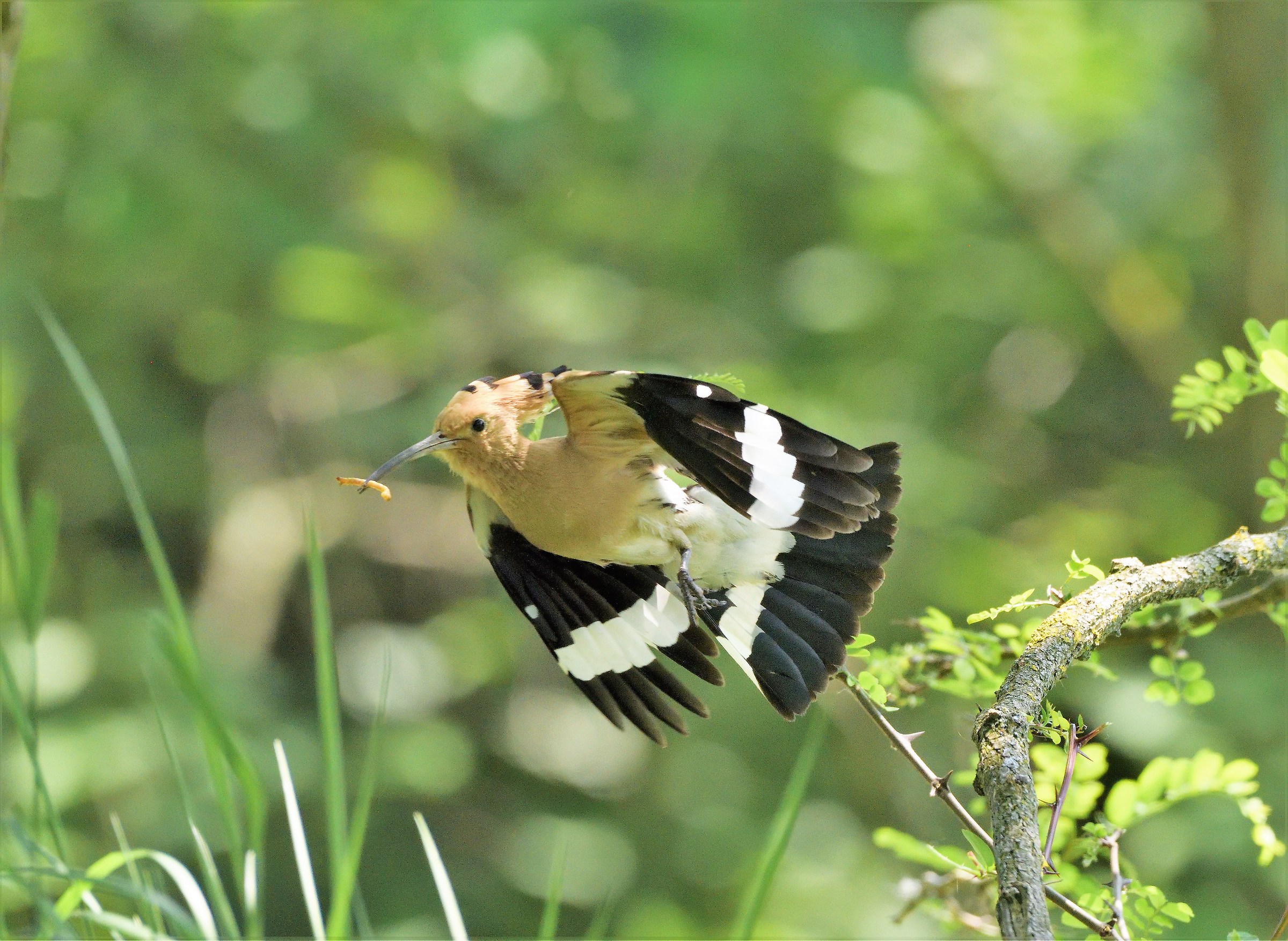 Hoopoe