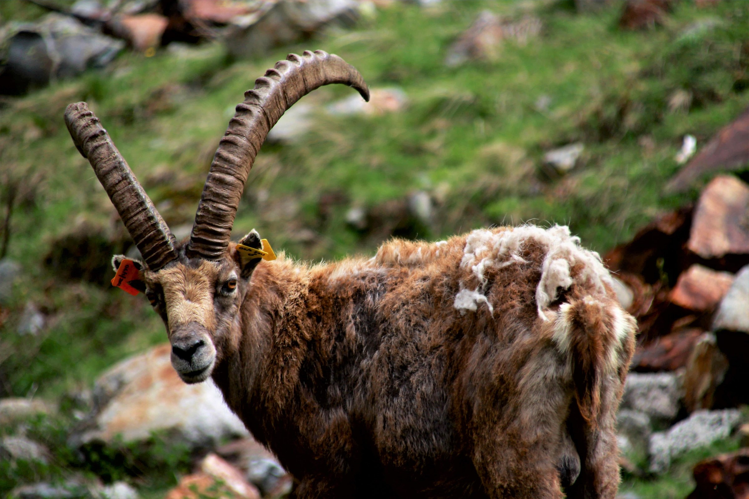Ibex at Lake of ruins-Entracque-Cuneo