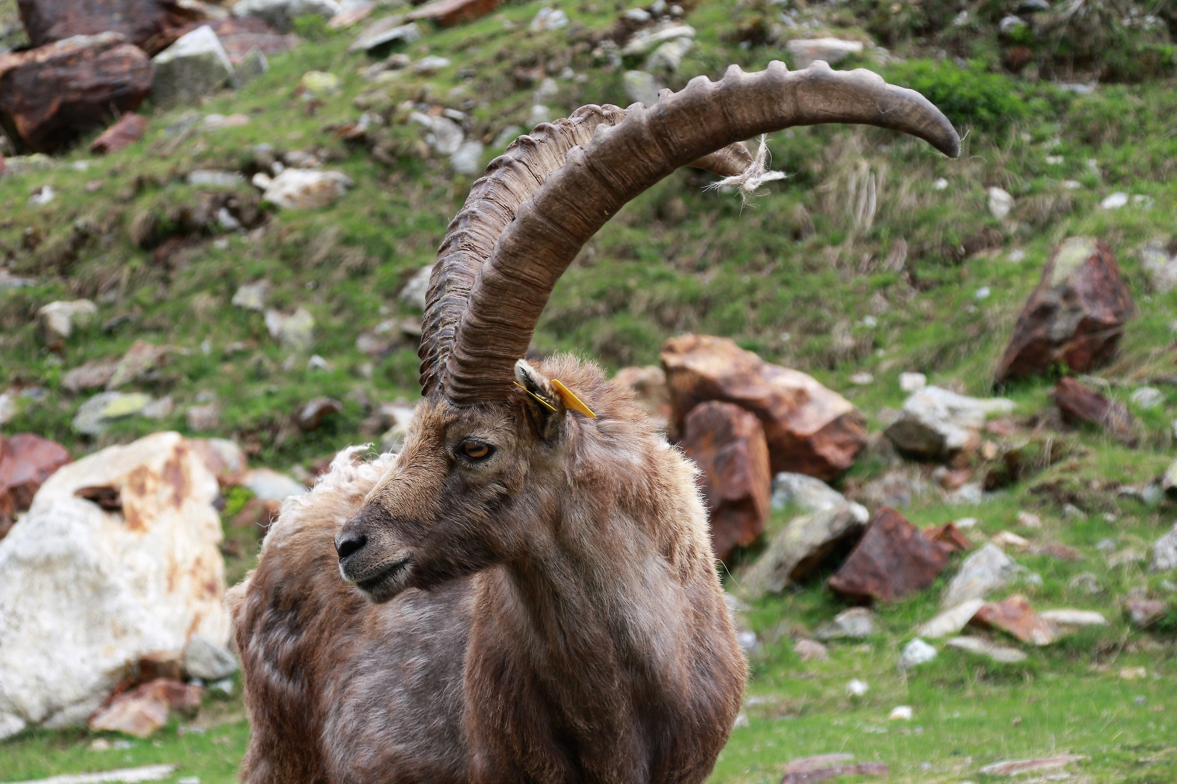 Ibex at Lake of ruins-Entracque-Cuneo