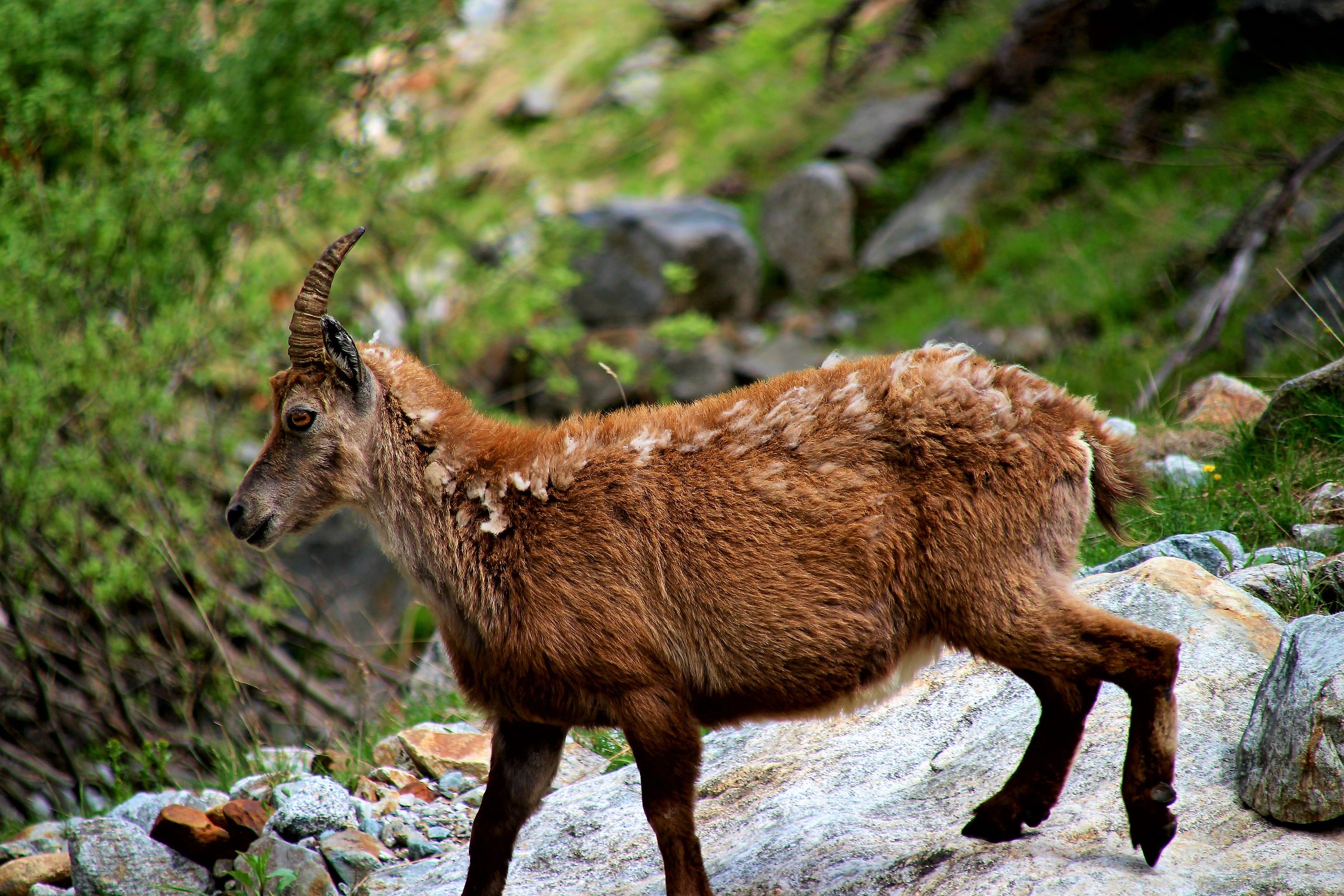Ibex at Lake of ruins-Entracque-Cuneo