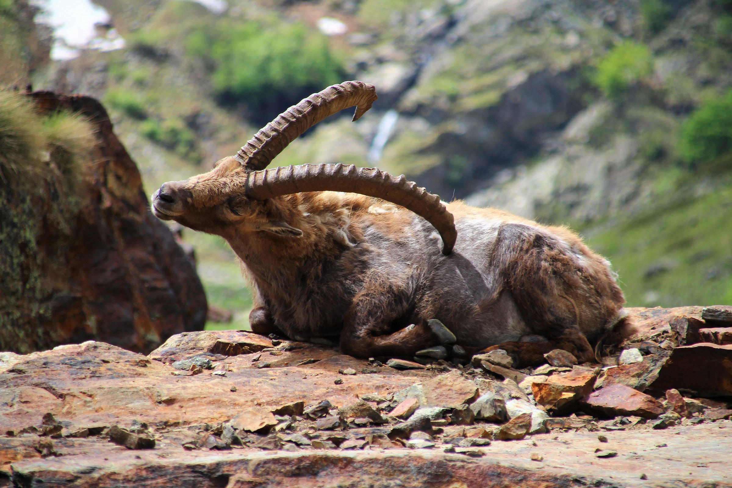 Ibex at Lake of ruins-Entracque-Cuneo
