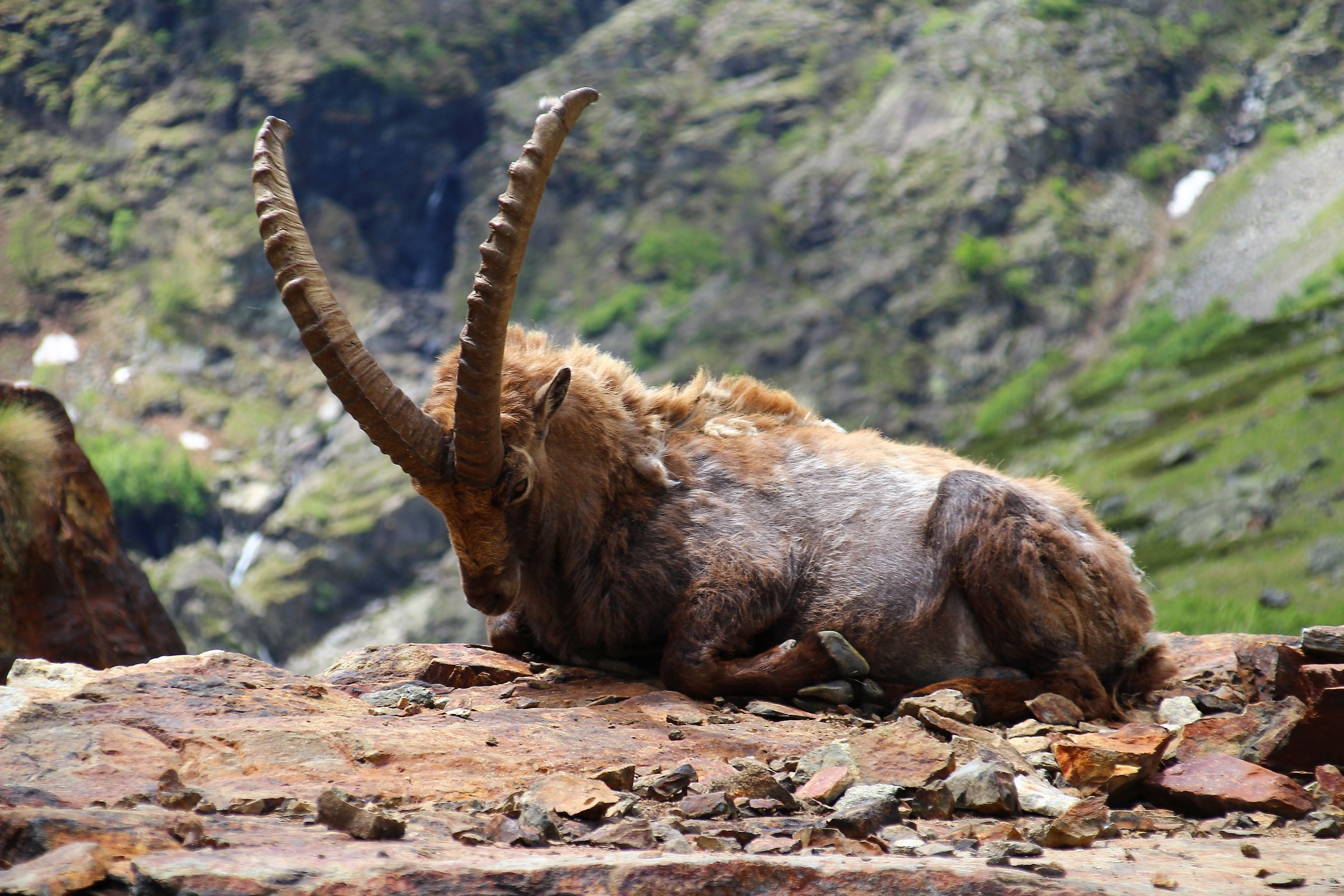 Ibex at Lake of ruins-Entracque-Cuneo