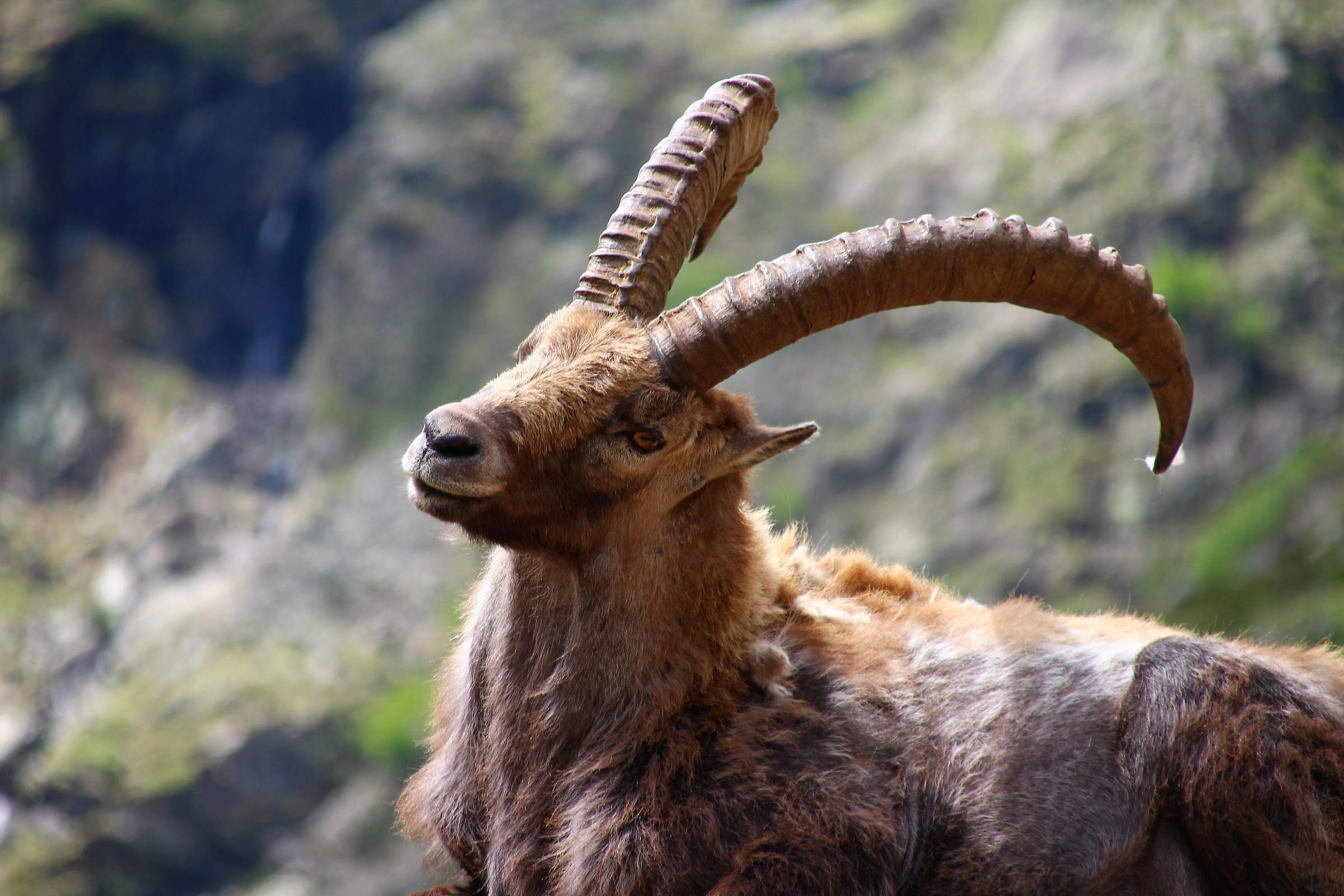Ibex at Lake of ruins-Entracque-Cuneo