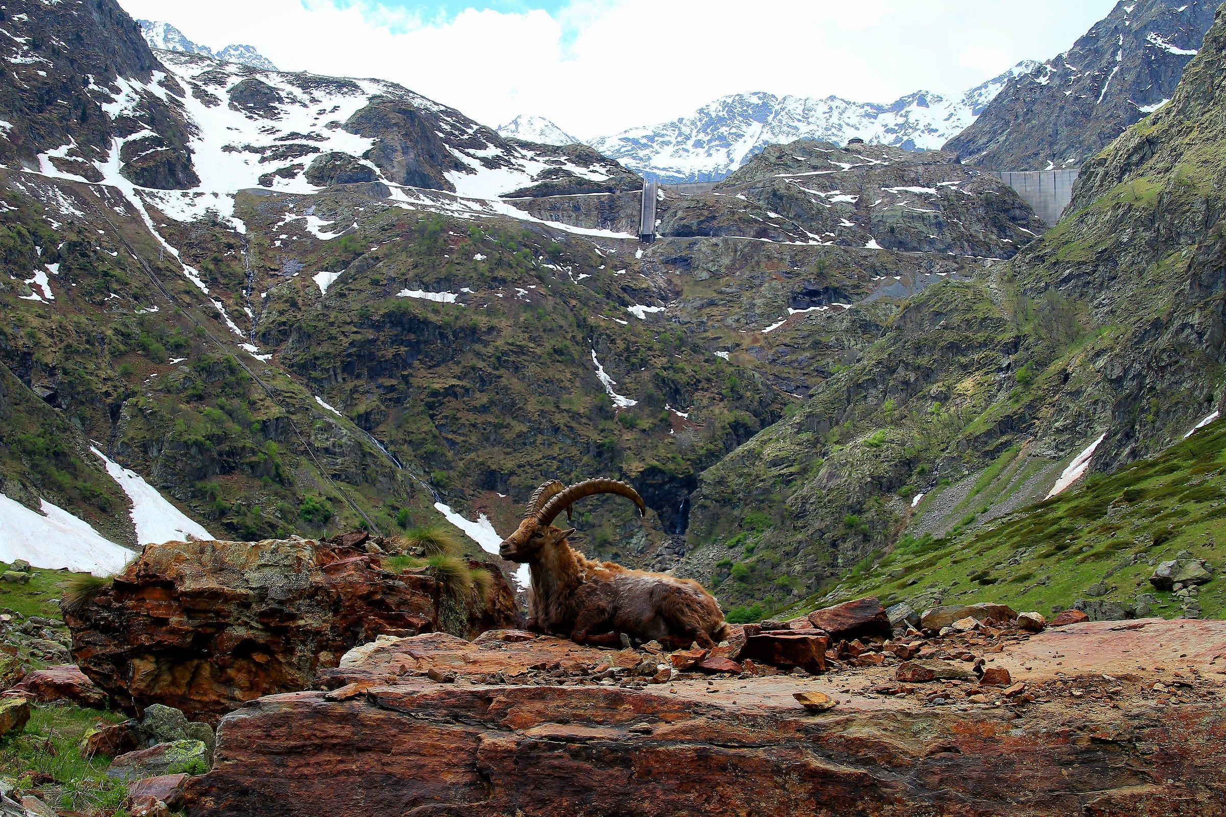 Ibex at Lake of ruins-Entracque-Cuneo