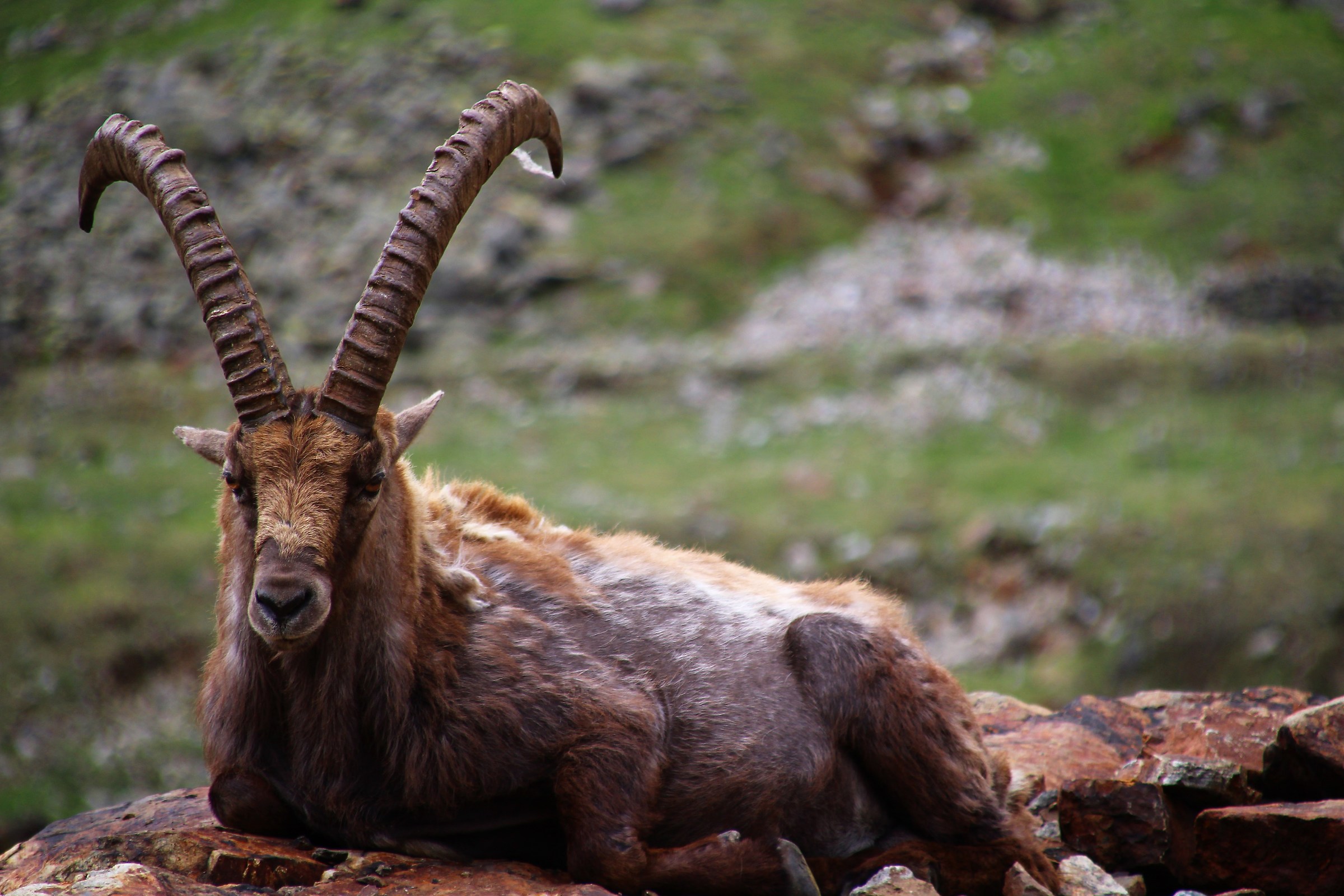 Ibex at Lake of ruins-Entracque-Cuneo