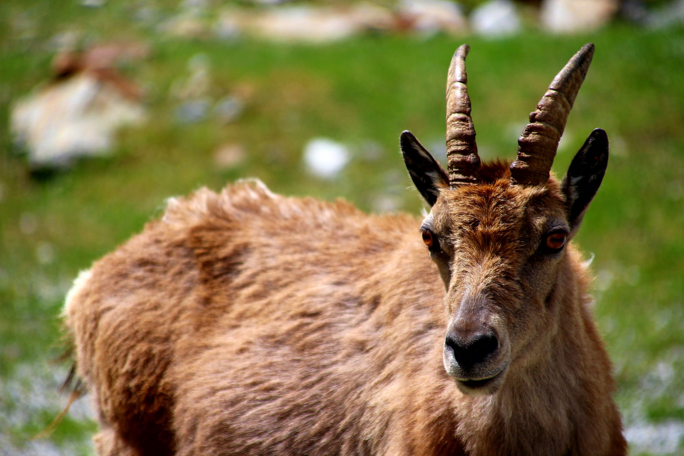 Ibex at Lake of ruins-Entracque-Cuneo