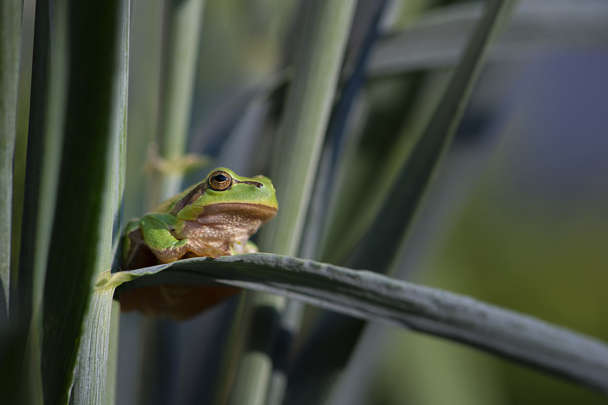 European tree frog (Hyla arborea) 1