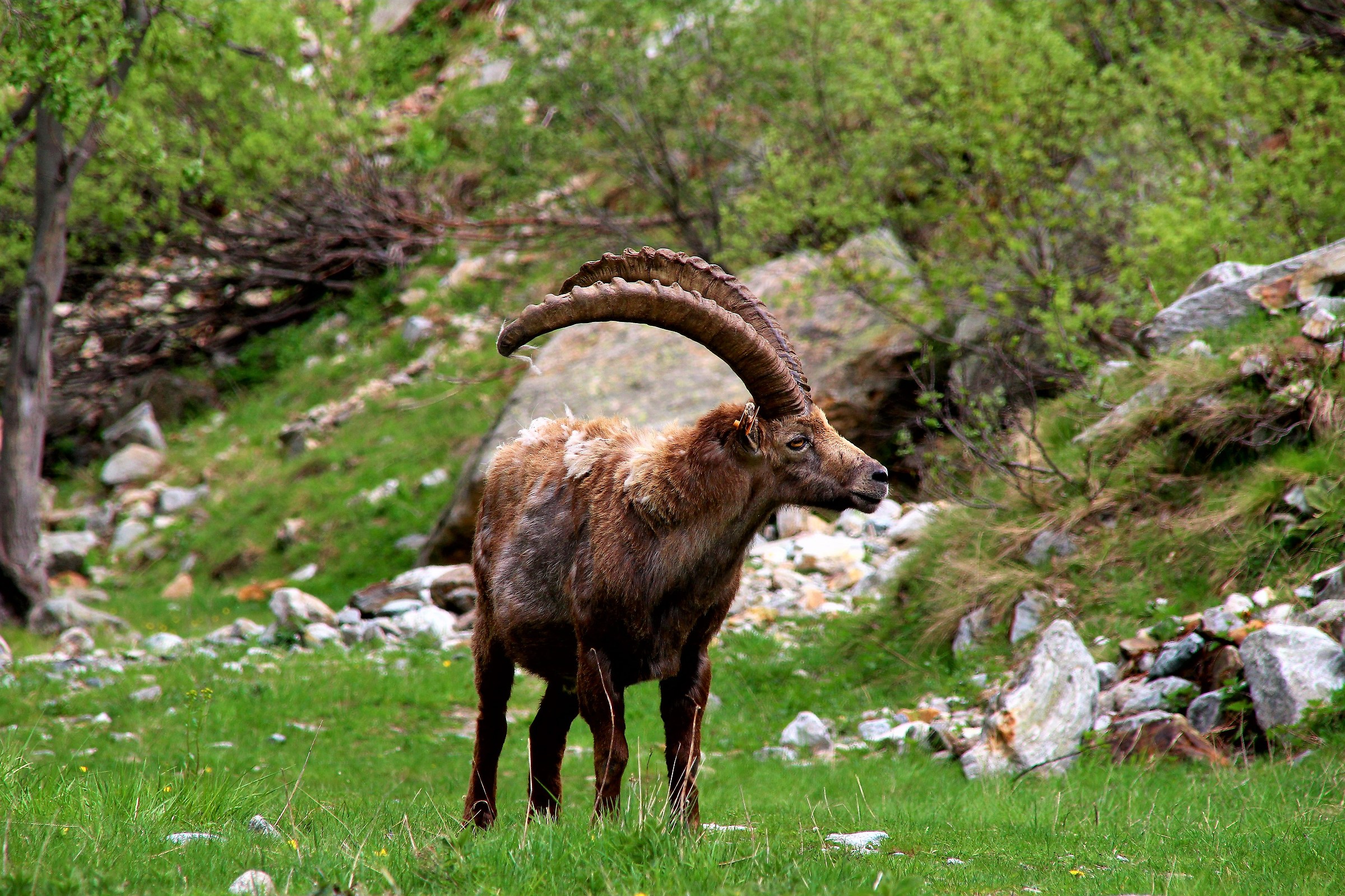 Ibex at Lake of ruins-Entracque-Cuneo