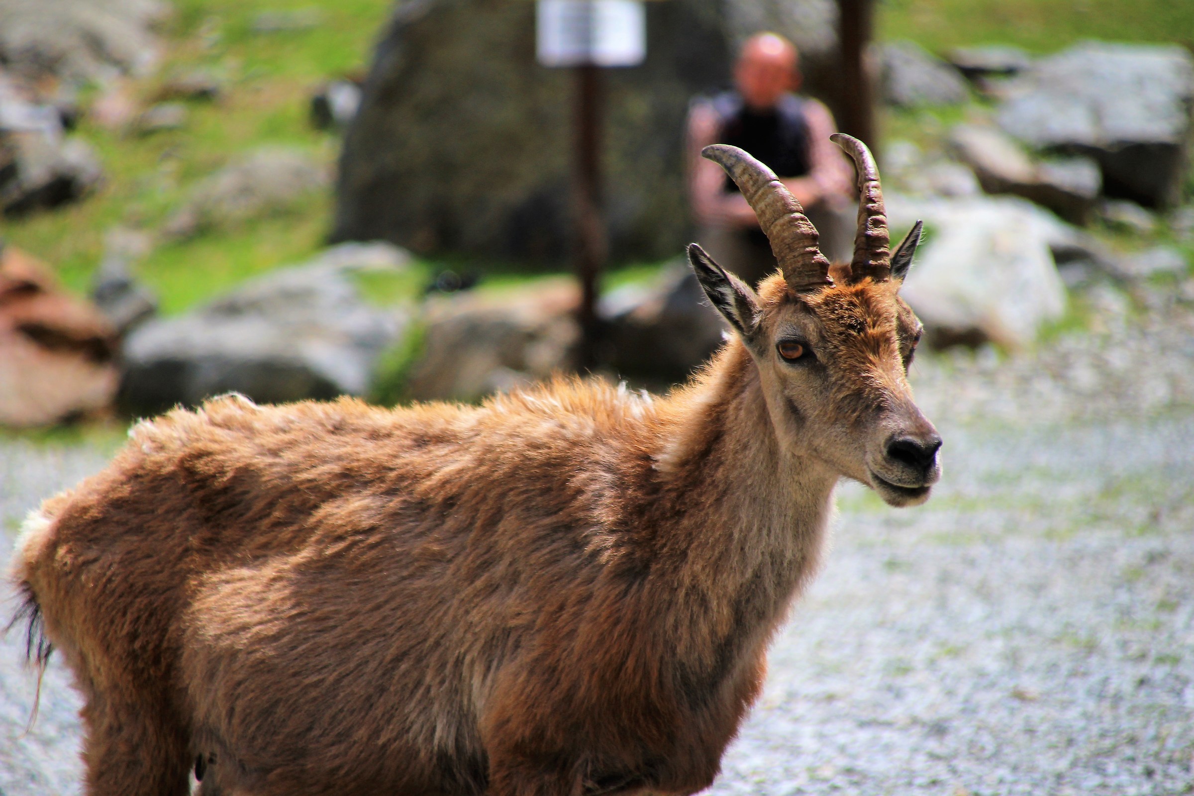 Ibex at Lake of ruins-Entracque-Cuneo