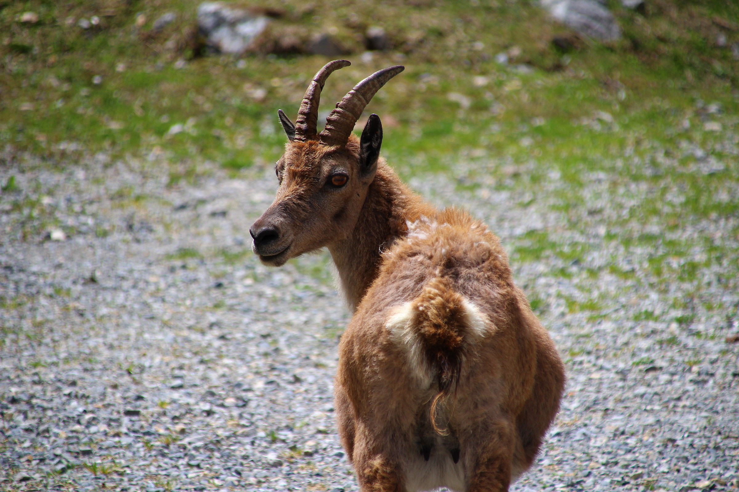 Ibex at Lake of ruins-Entracque-Cuneo