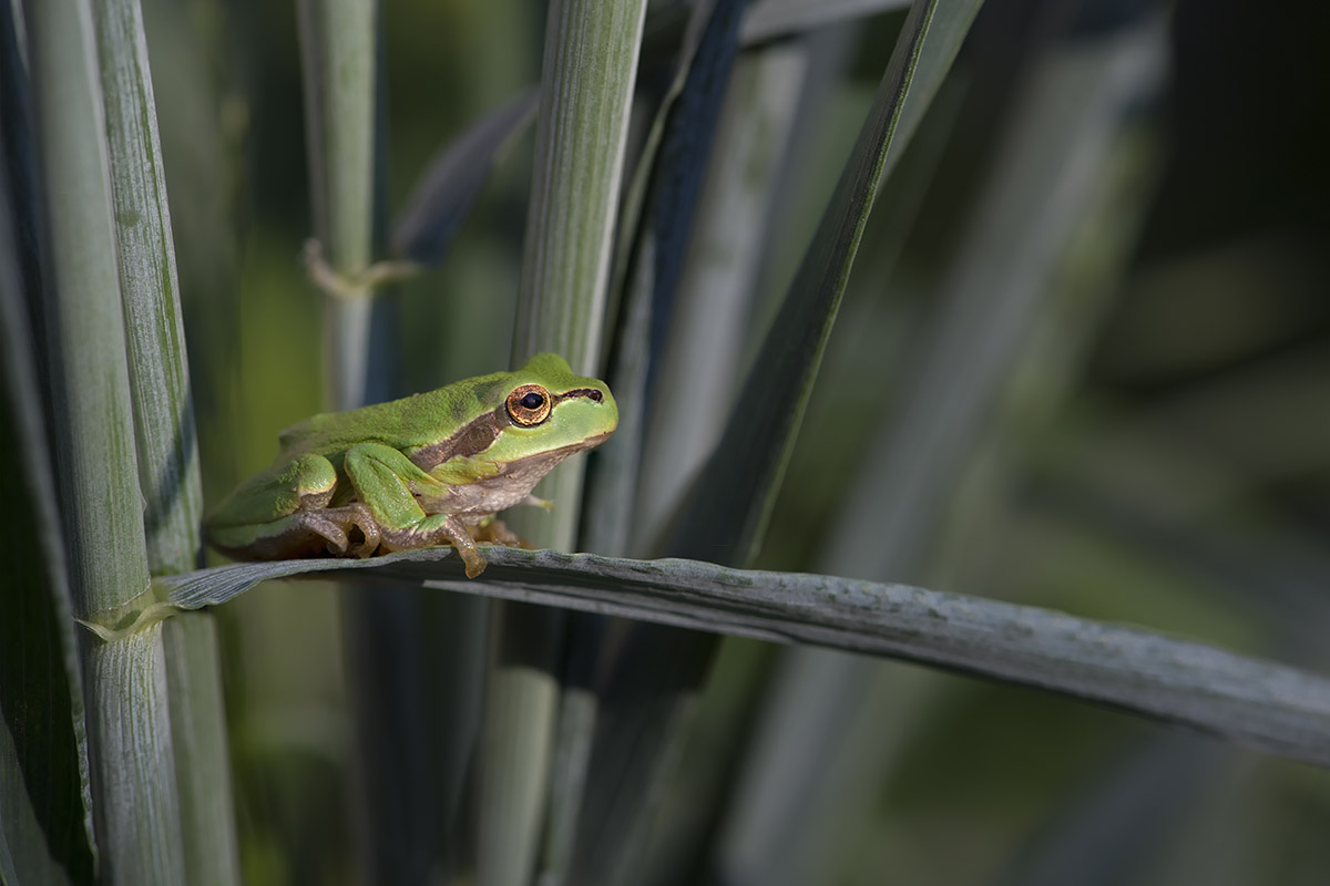 European tree frog (Hyla arborea) 2