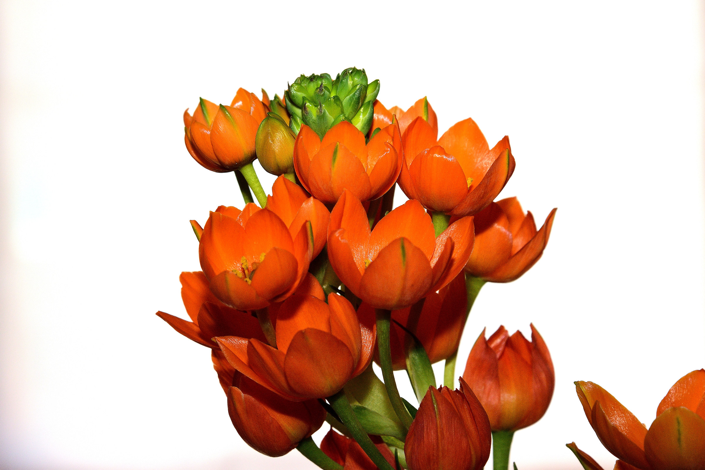 Ornitogallo in bianco