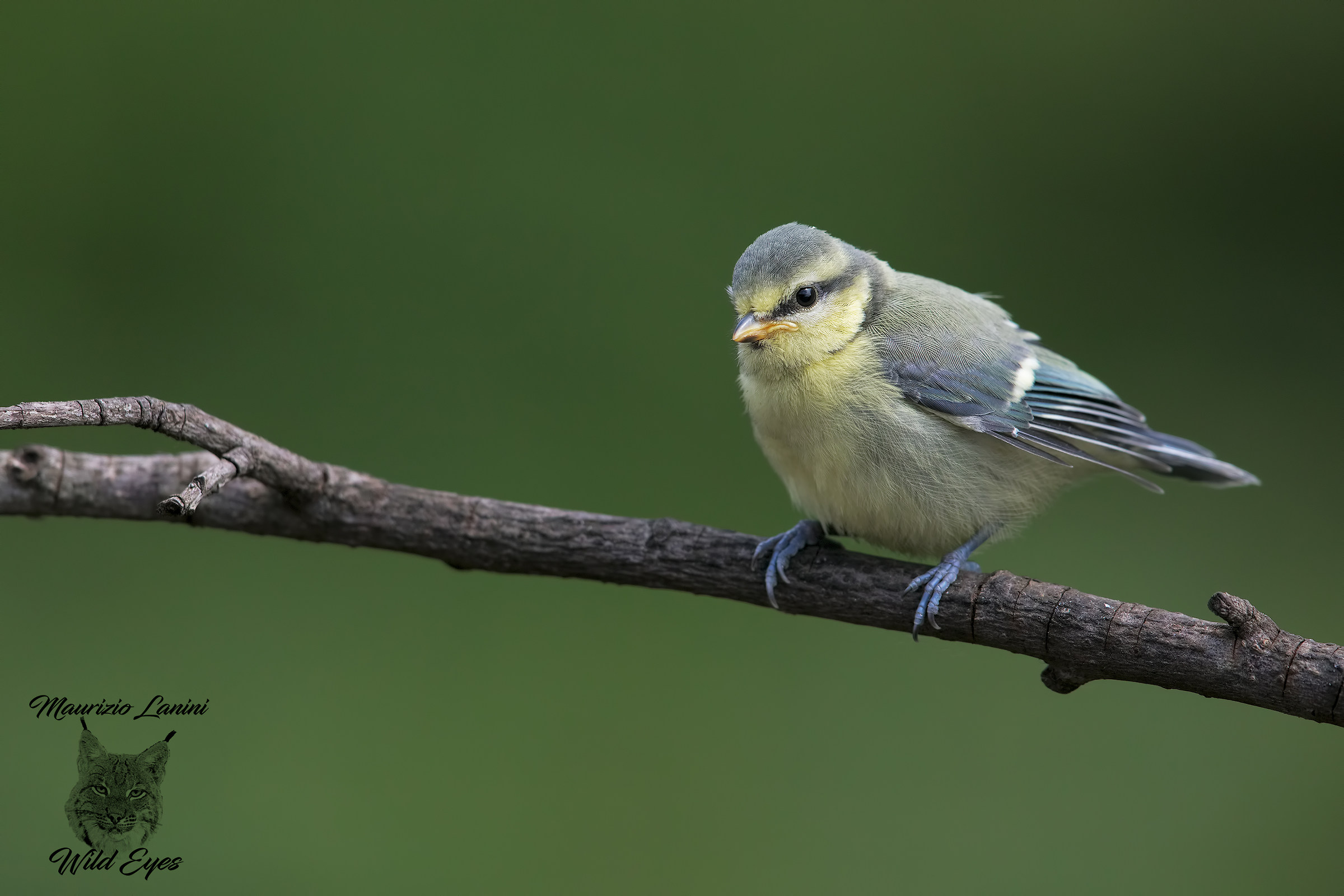 Just out of the nest