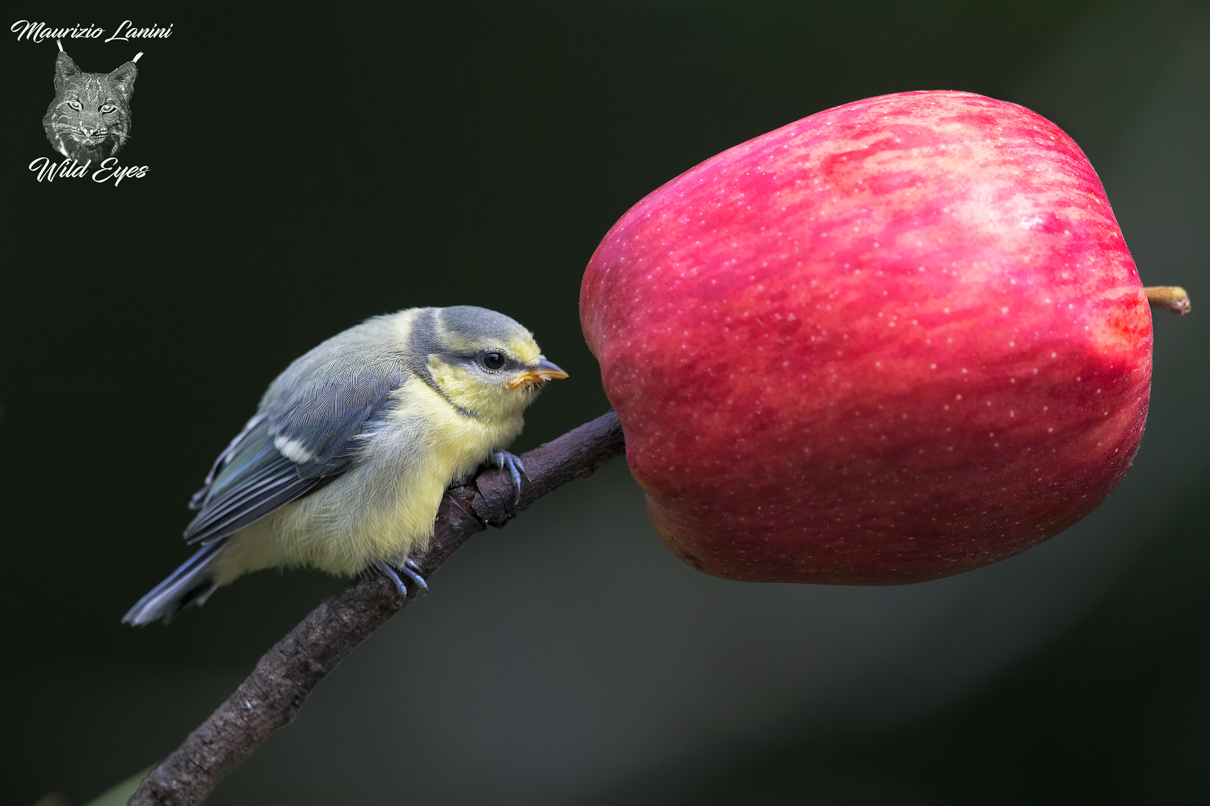 First autonomy approaches