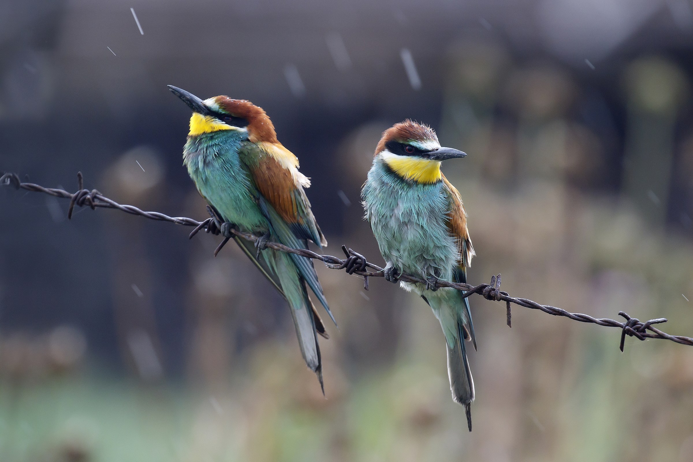 Gruccioni sotto la pioggia