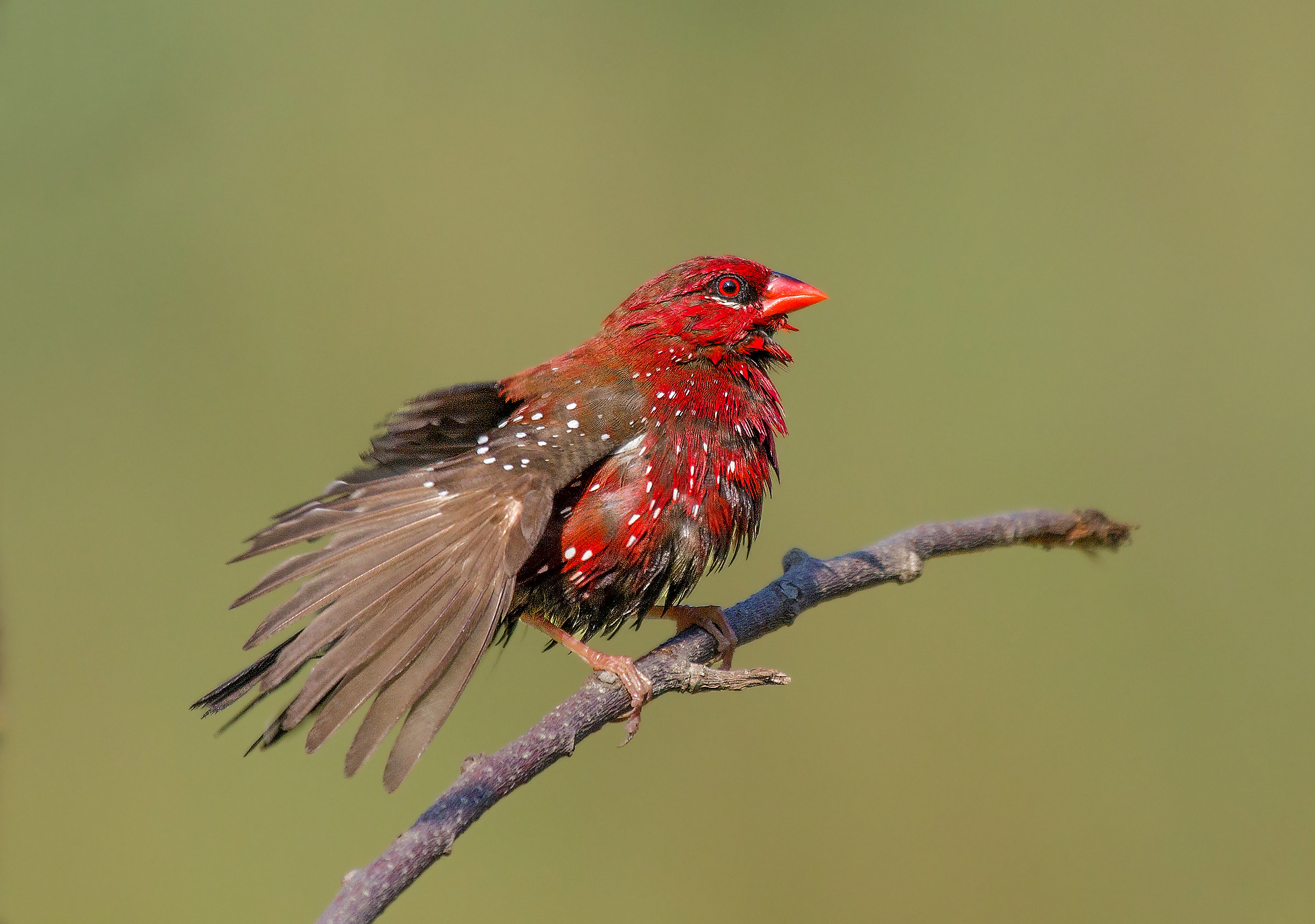 Strawberry Finch or Red Munia.