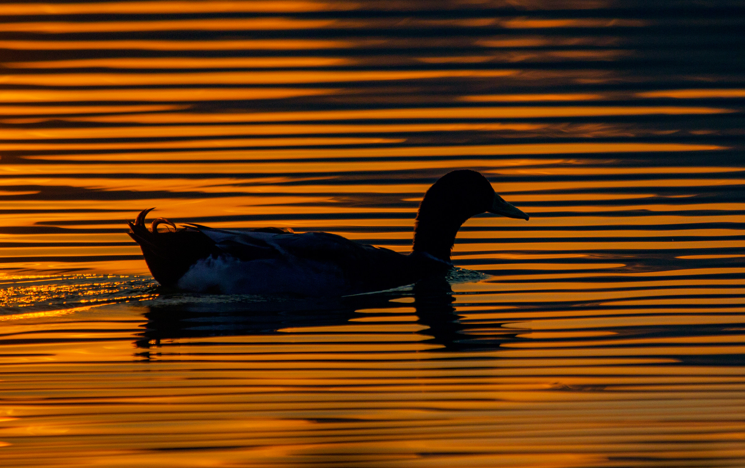 Morning Lights...#2.