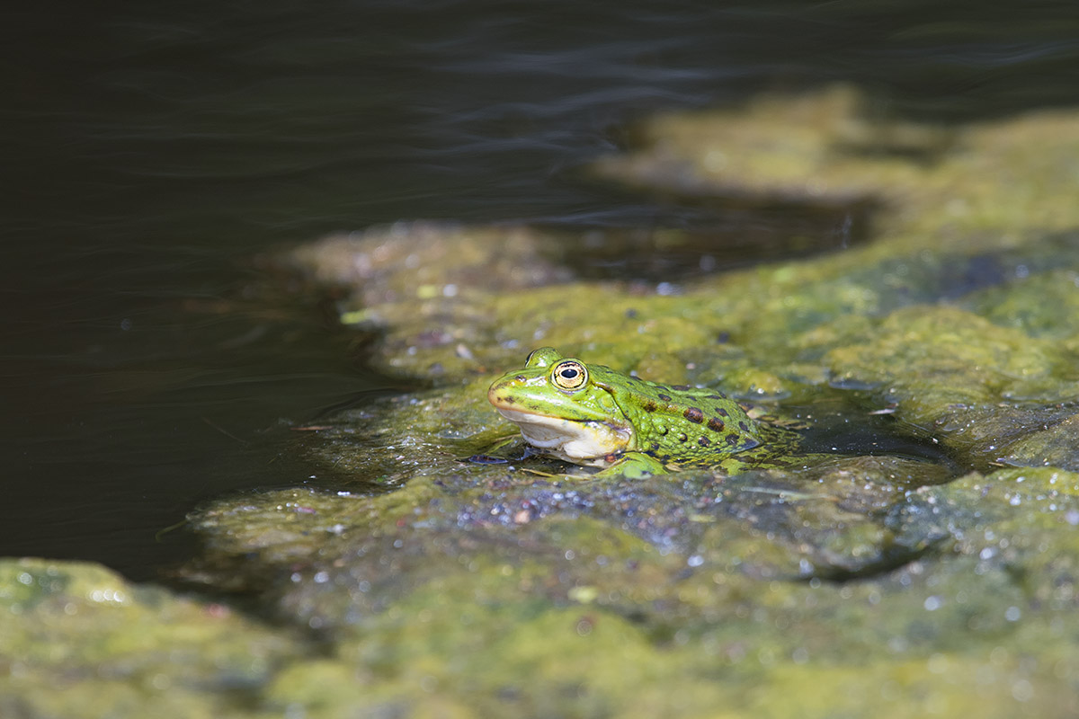 Green frog - Pelophylax esculentus