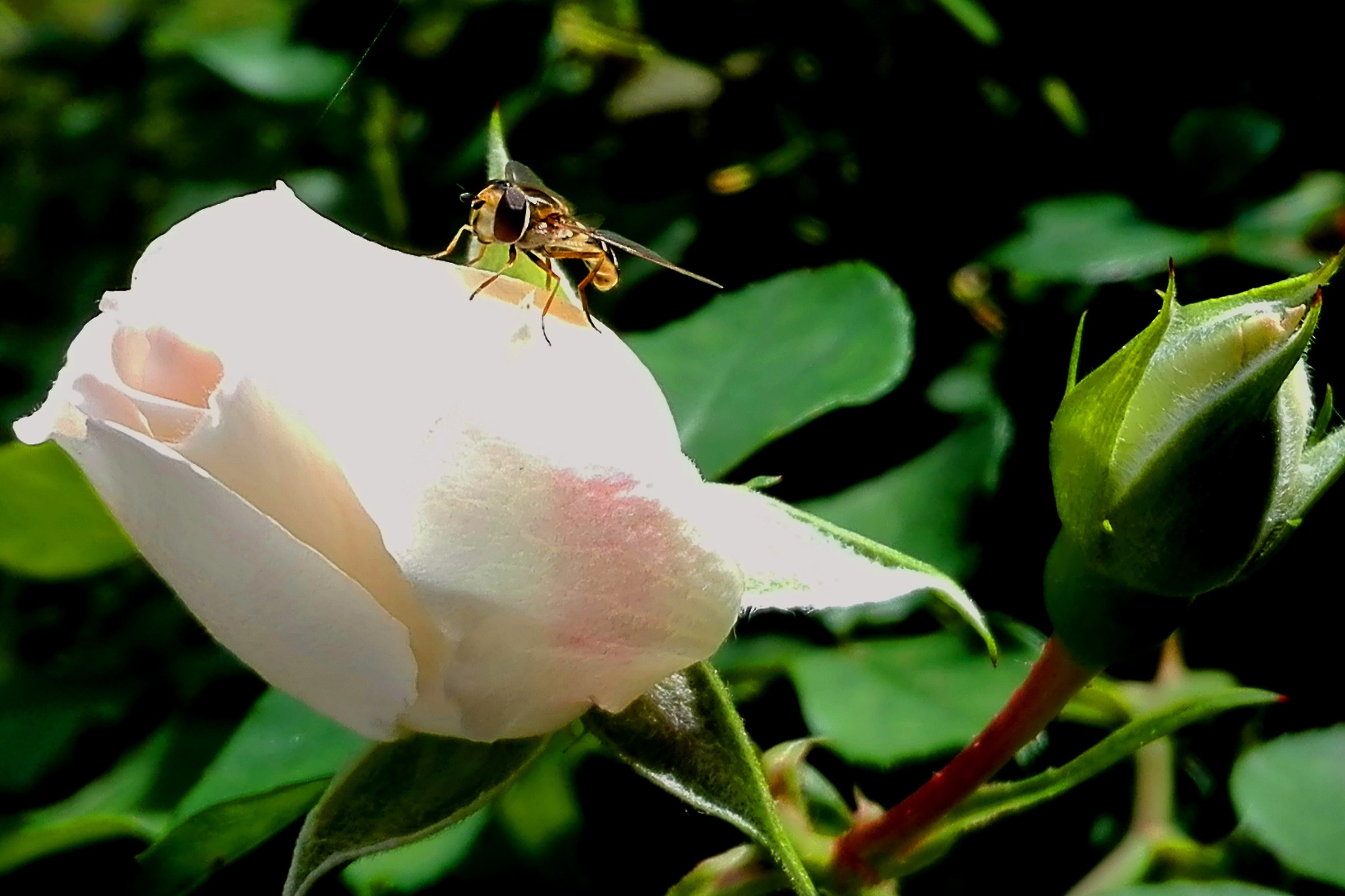 l' ape sulla rosa bianca
