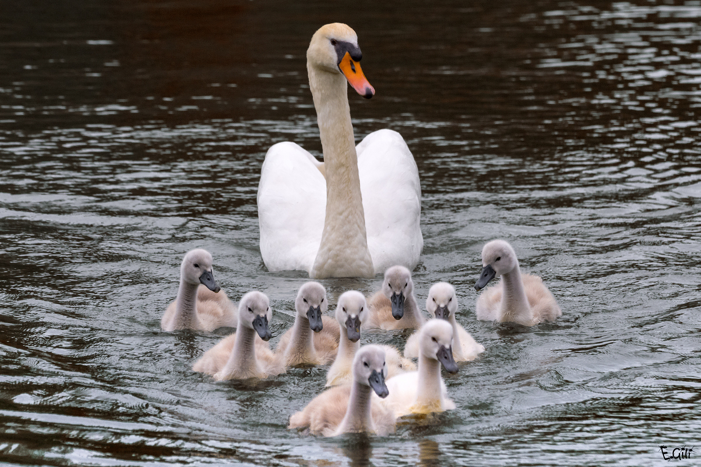 Tutti pronti ...cheese  :-D