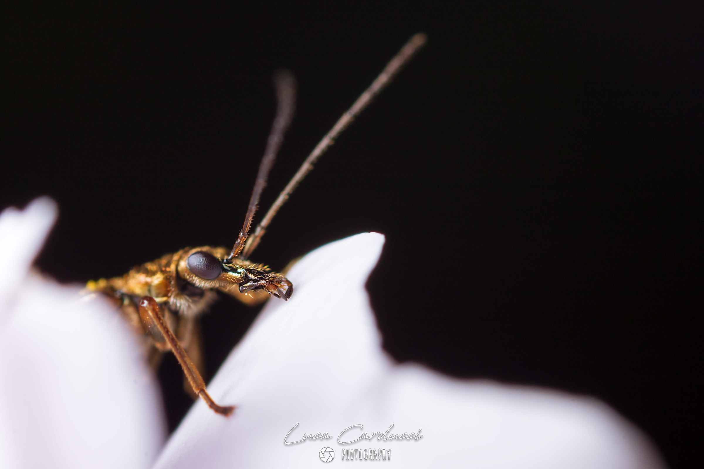 Leptopterna Dolabrata