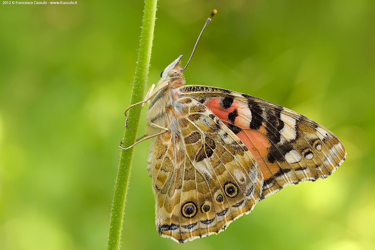 Vanessa cardui (Linnaeus, 1758)