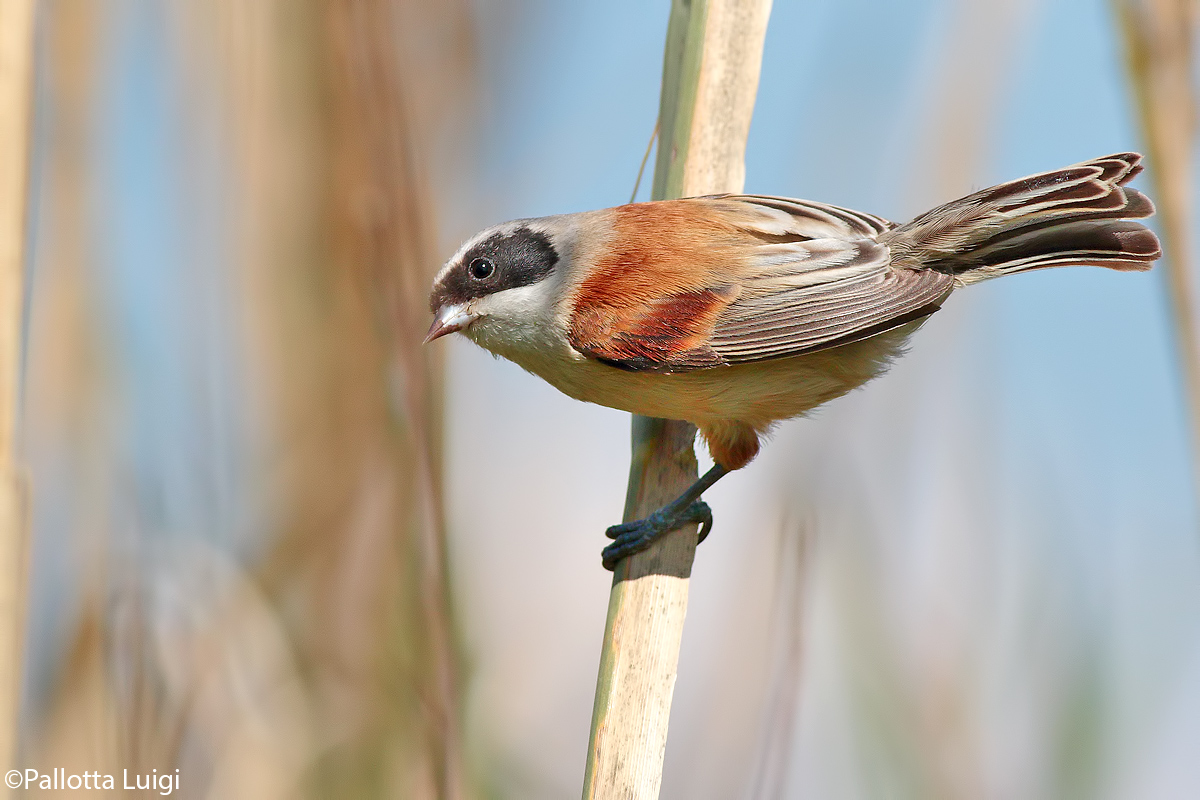Pendolino (Remiz pendulinus)