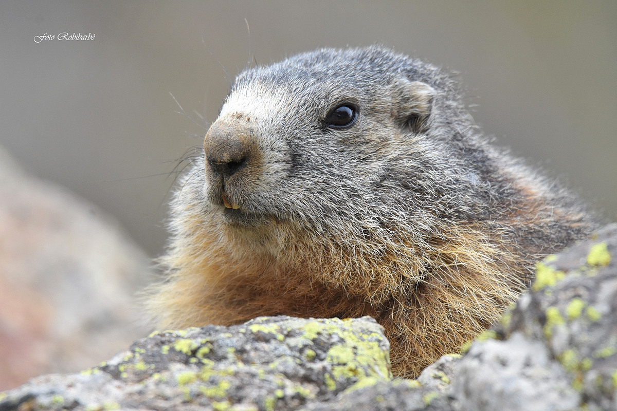 Marmot...