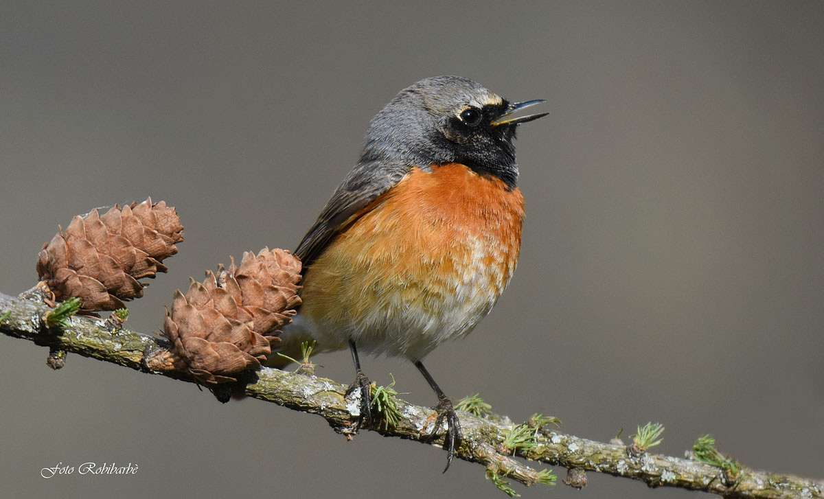 Redstart to the morning song...