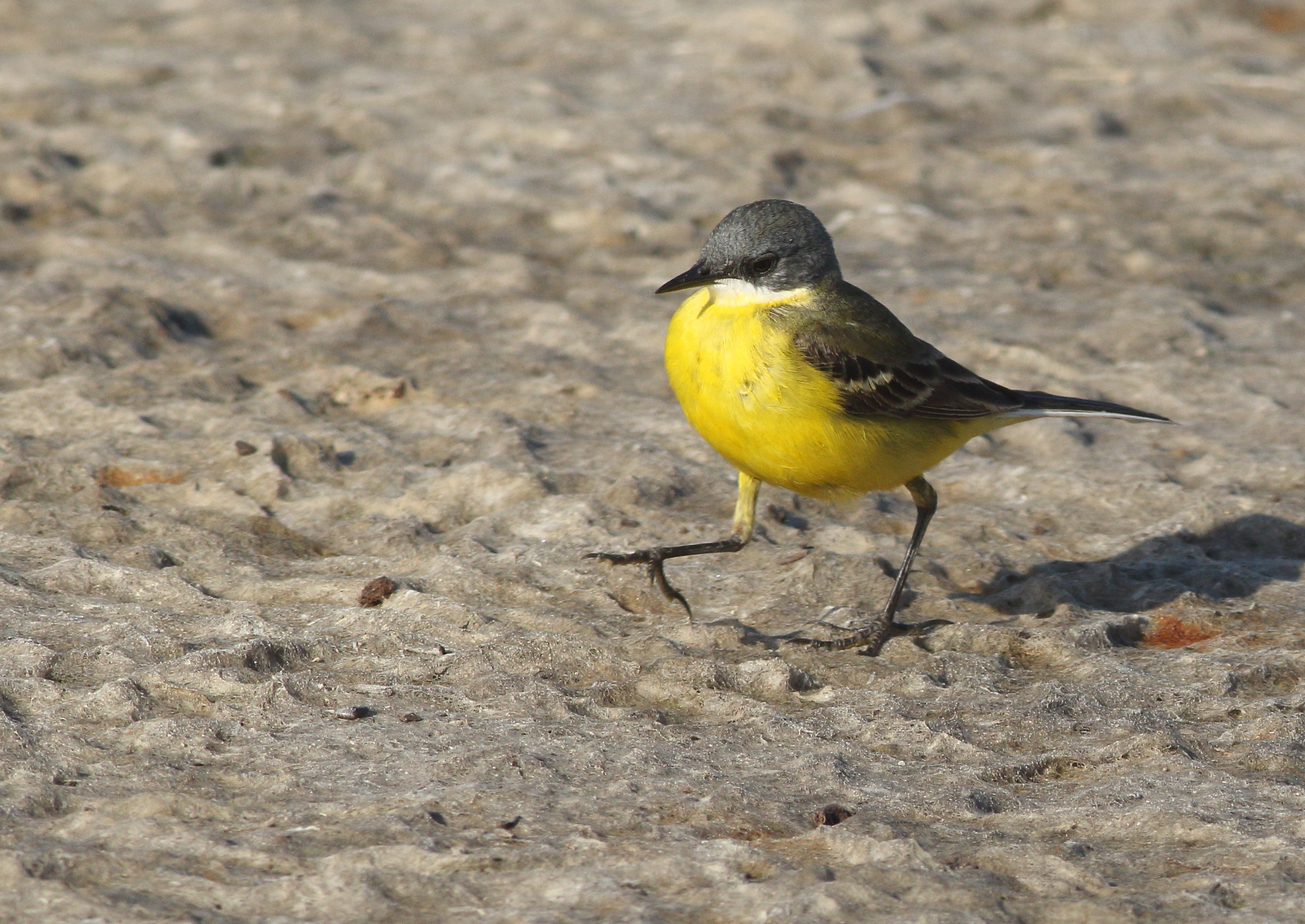 Wagtail 2