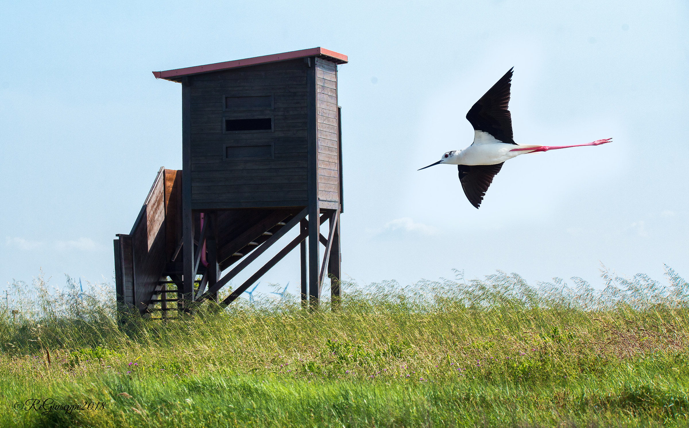 Italian horsemen and shed