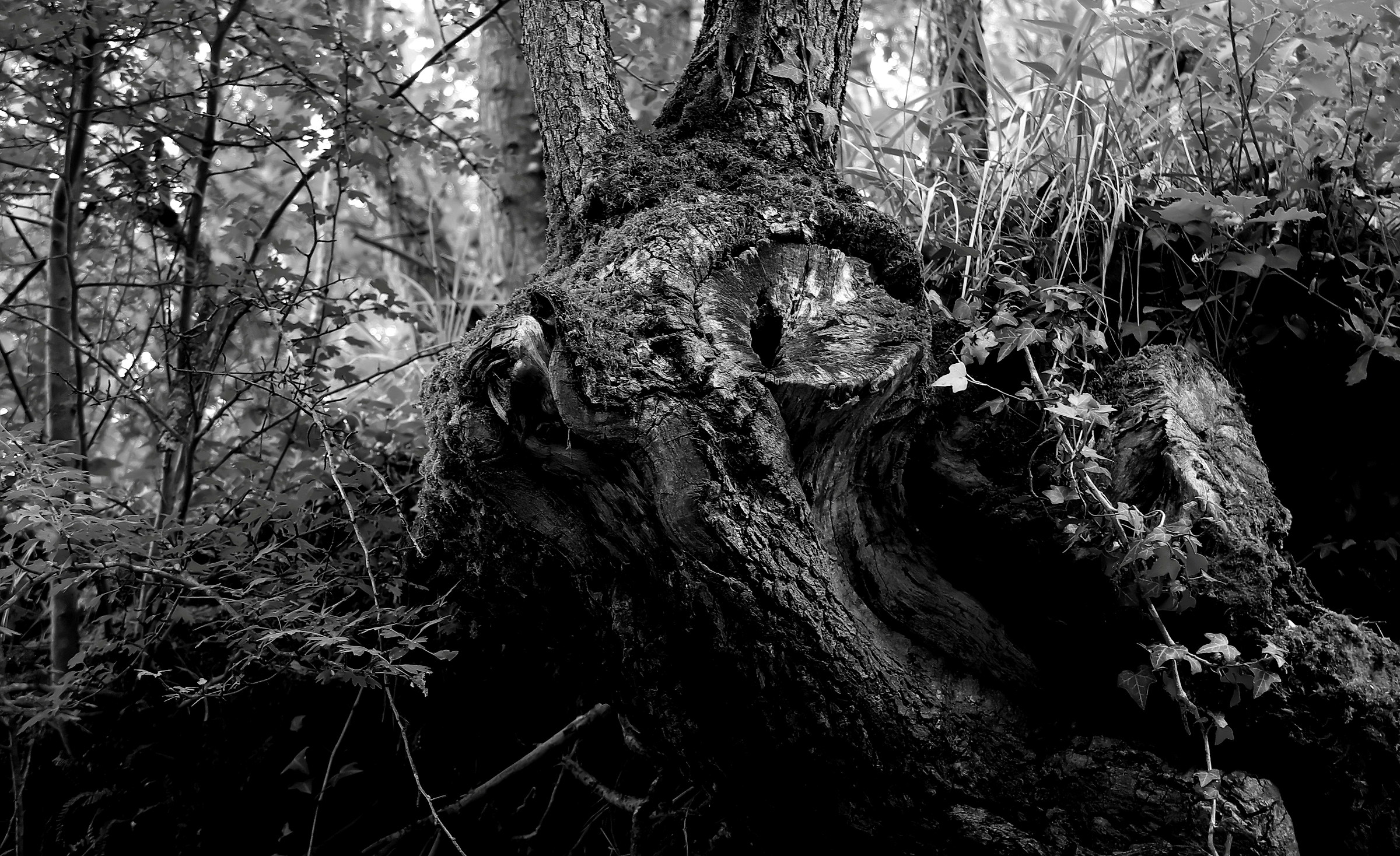 Welcome to the Woods...