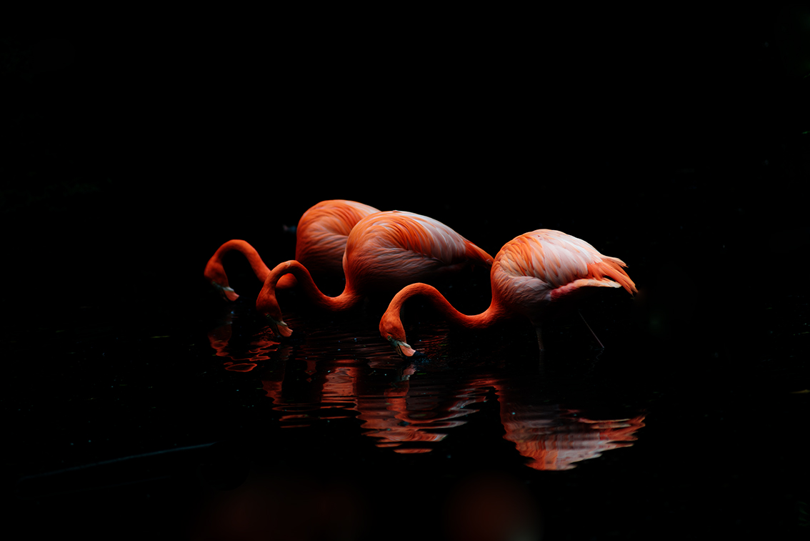 Flamingo2