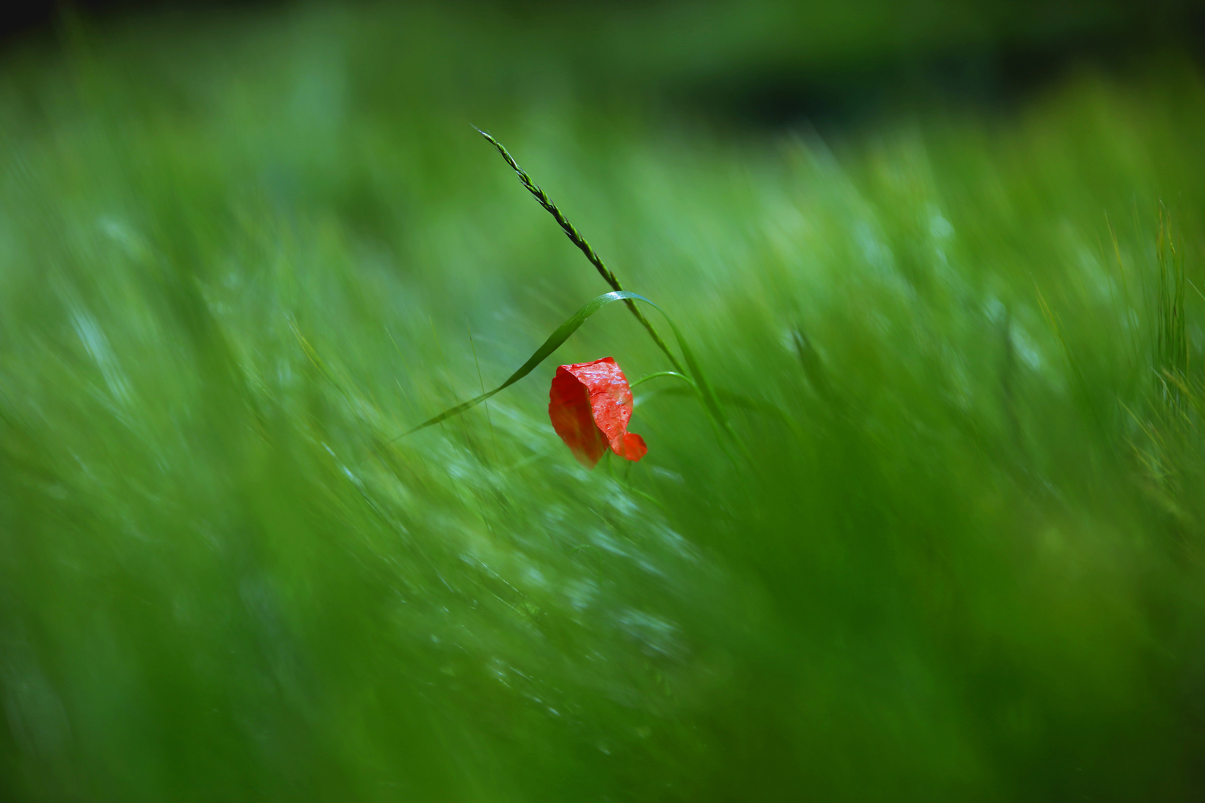 And the shipwreck is sweet in this sea