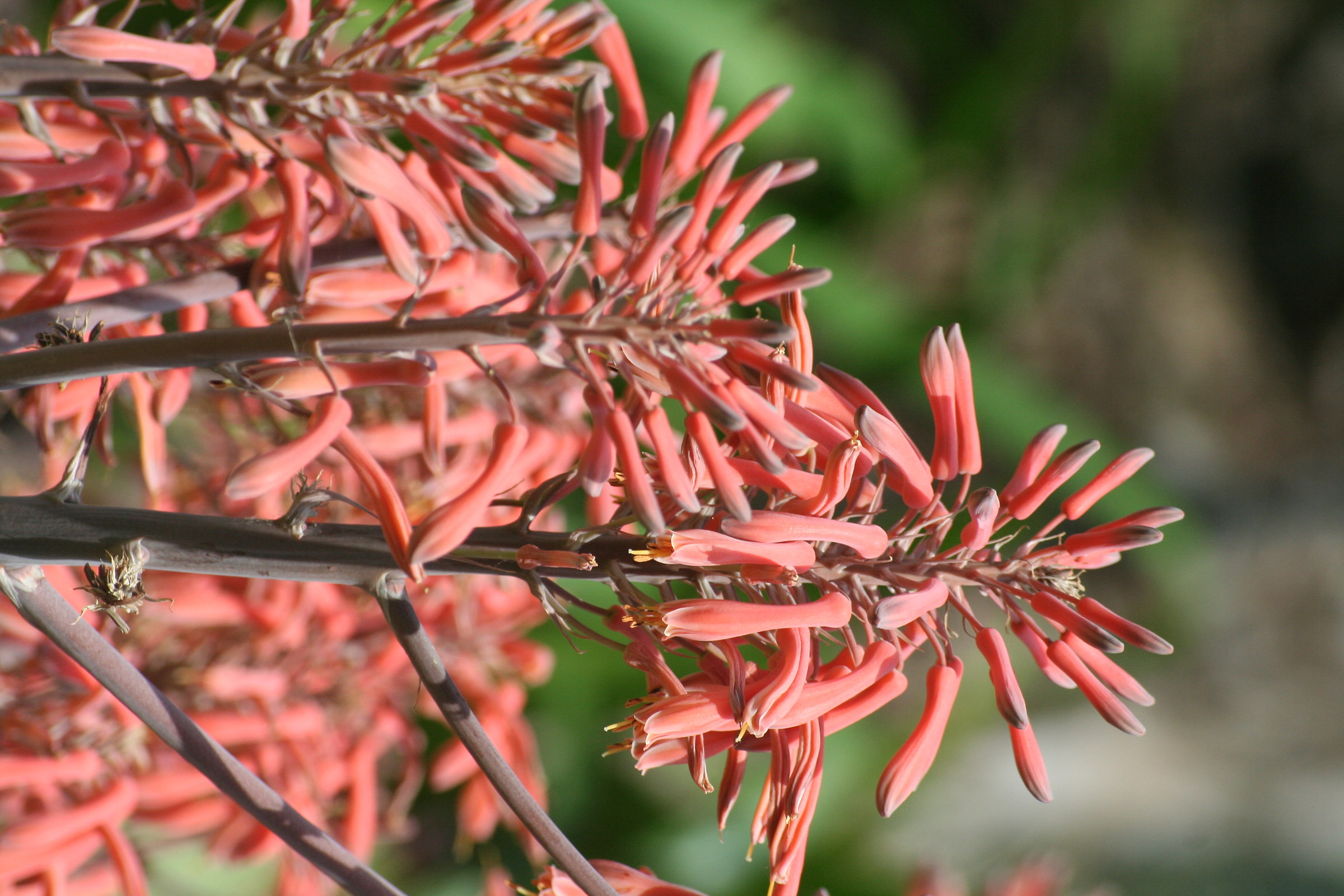 aloe in fiore