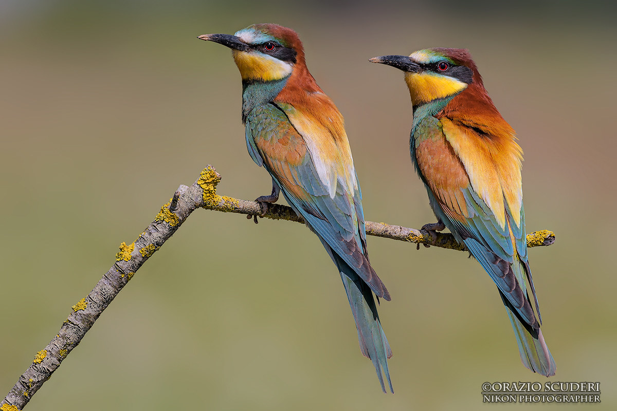 Merops Apiaster