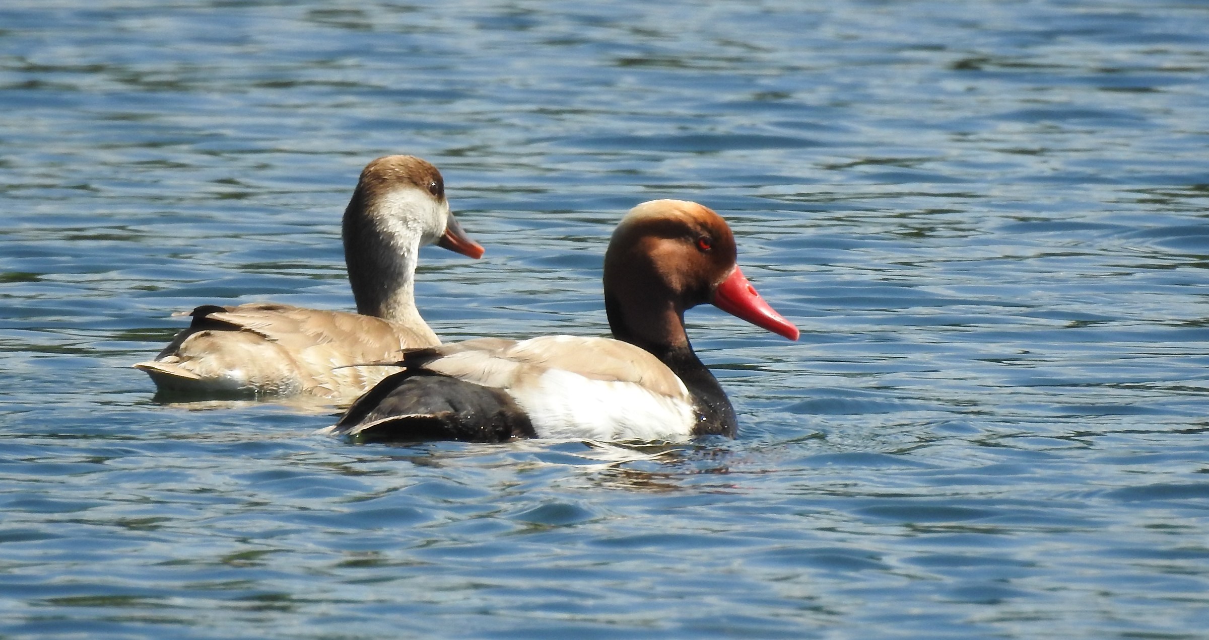 Fistione turco - coppia