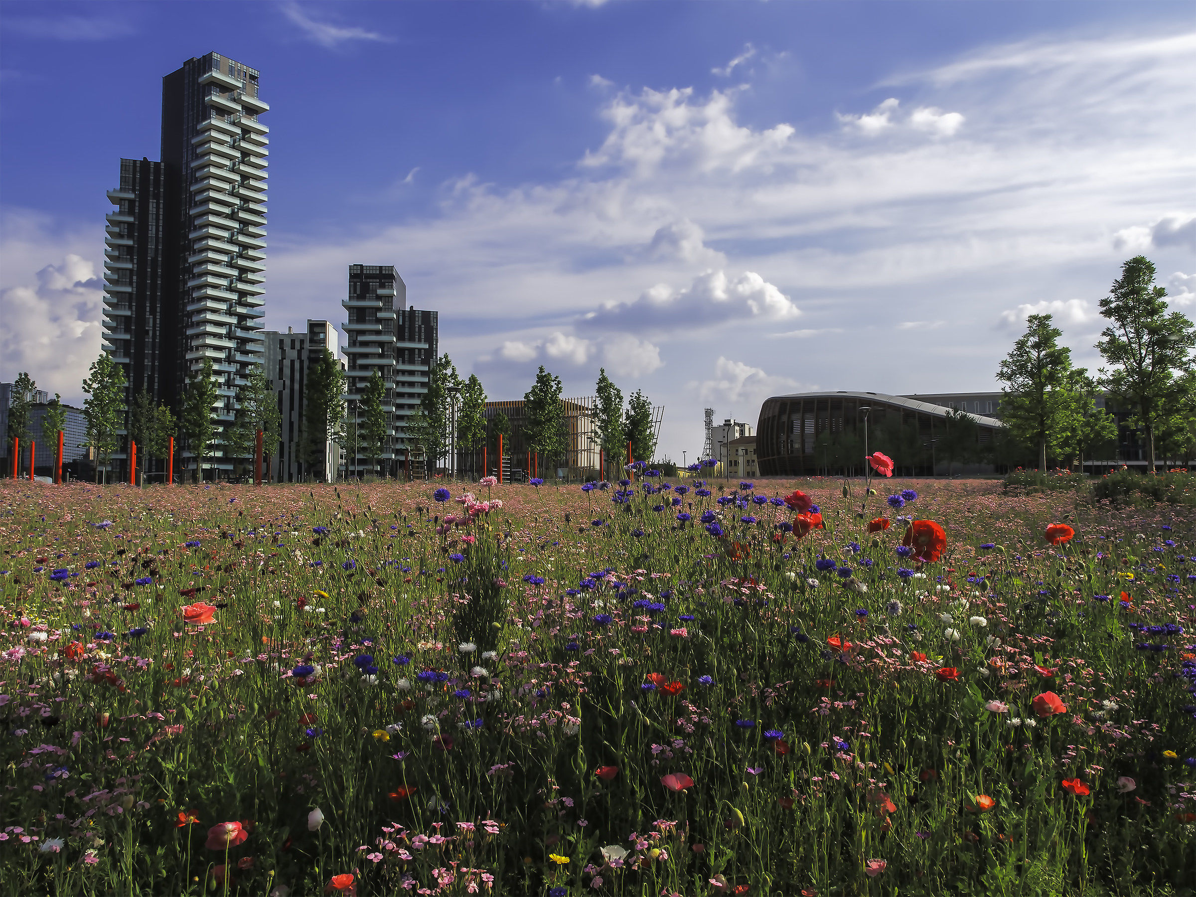 Poppies and skyscrapers