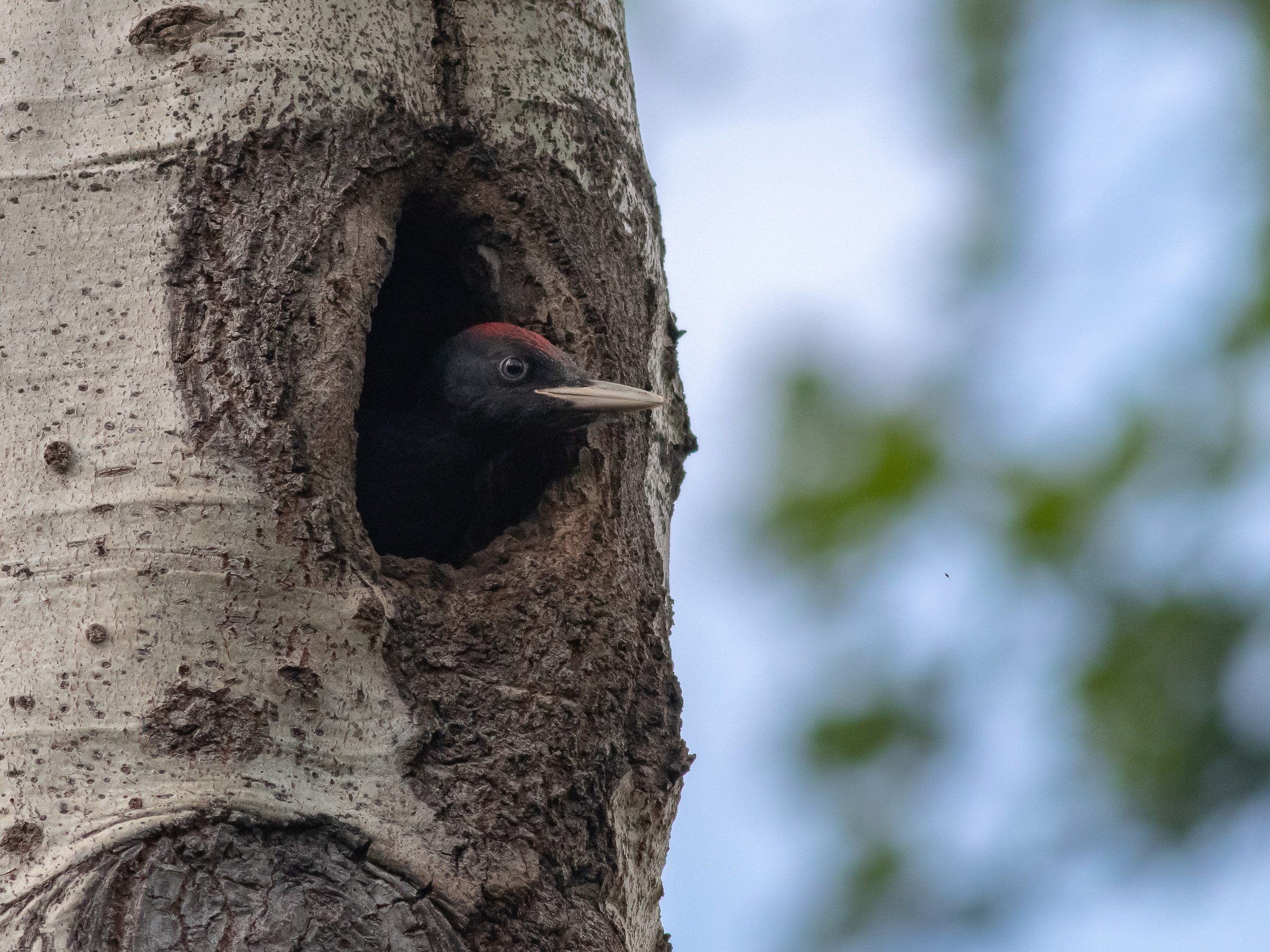 Primi sguardi al mondo di un giovane maschio