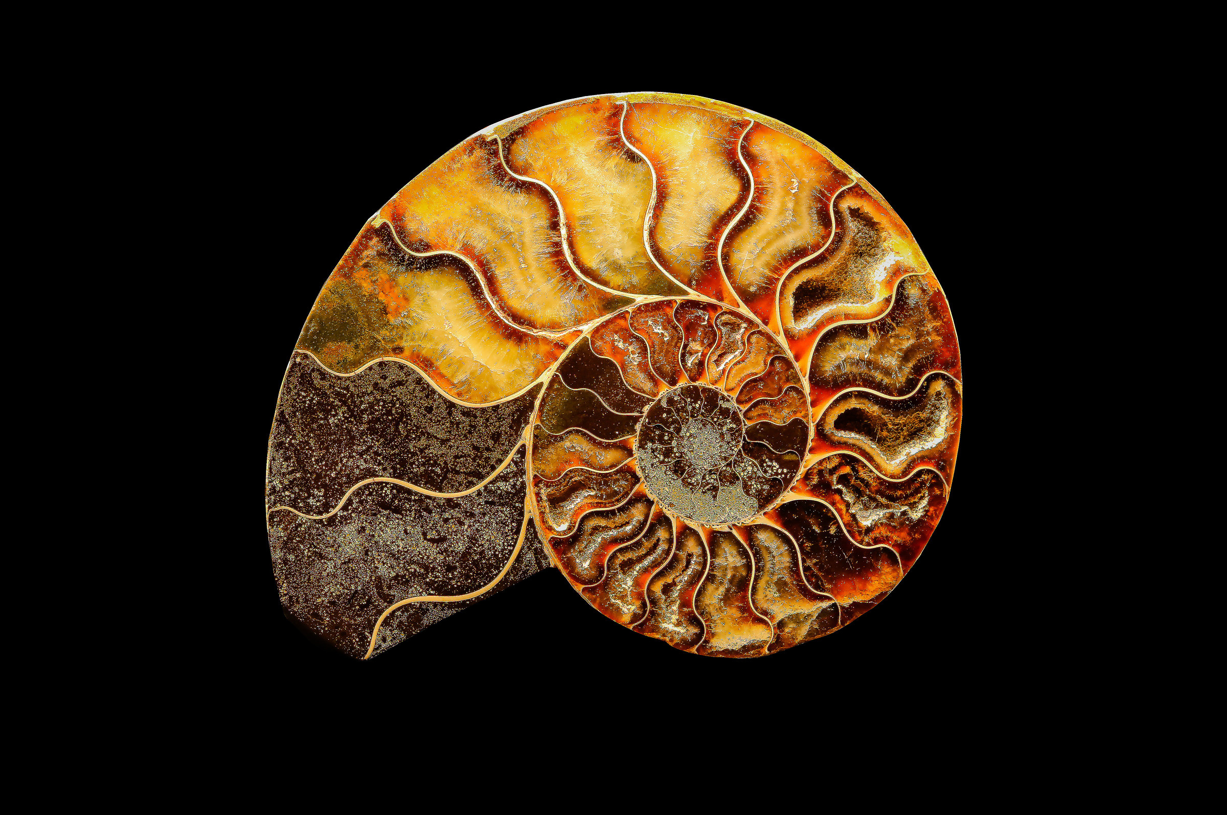 Ammonite