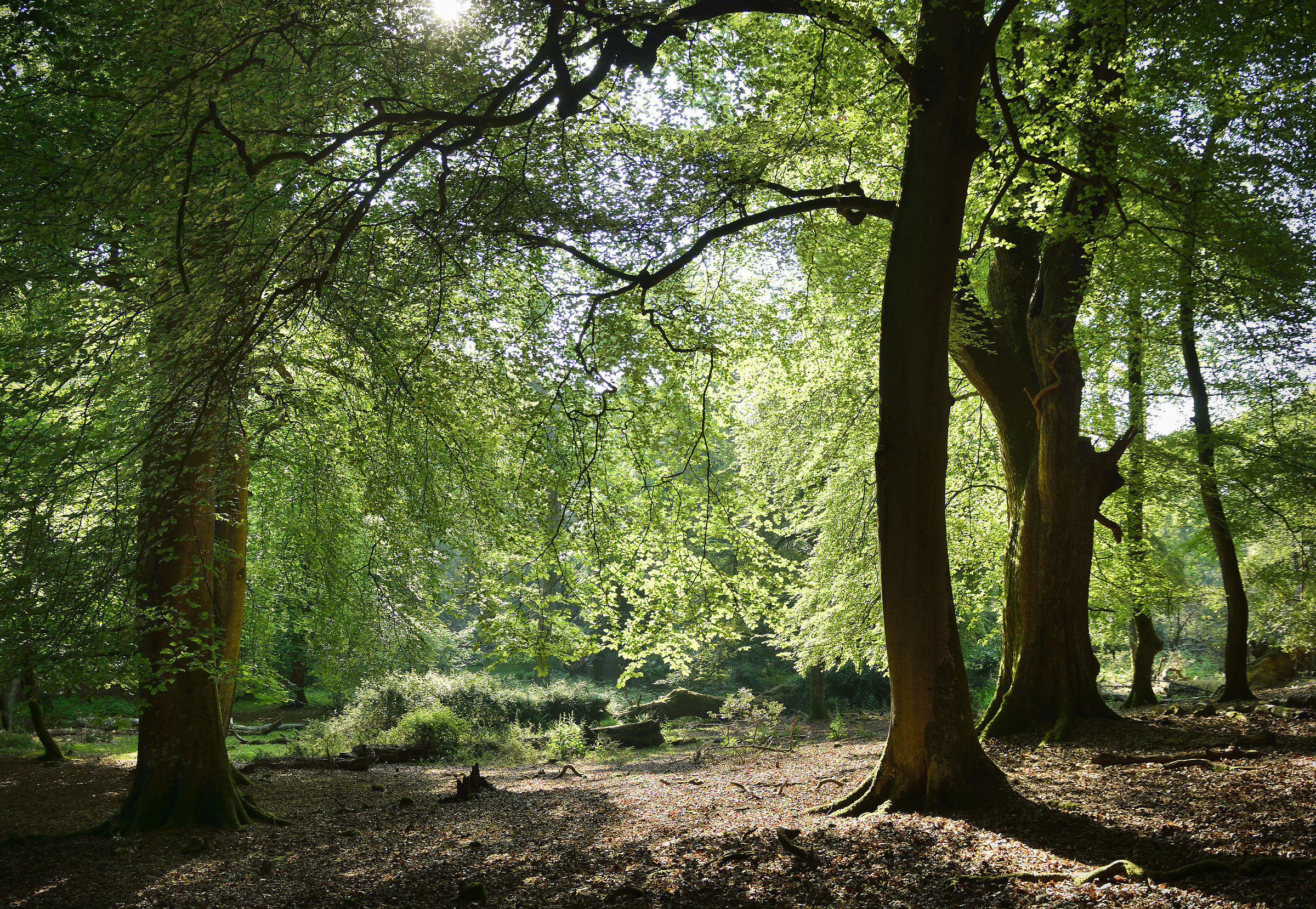 Luce solare in anticipo nella nuova foresta della sorgente