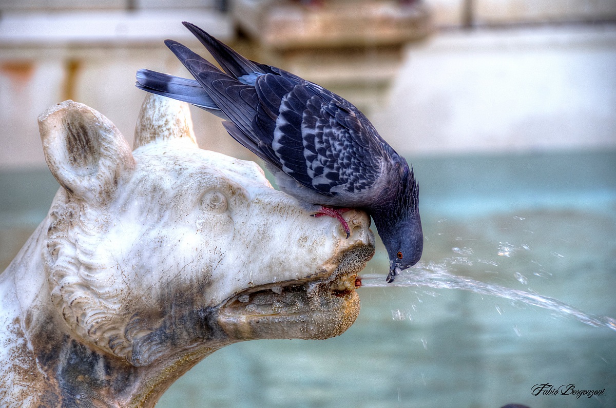 Pigeon and the wolf kind